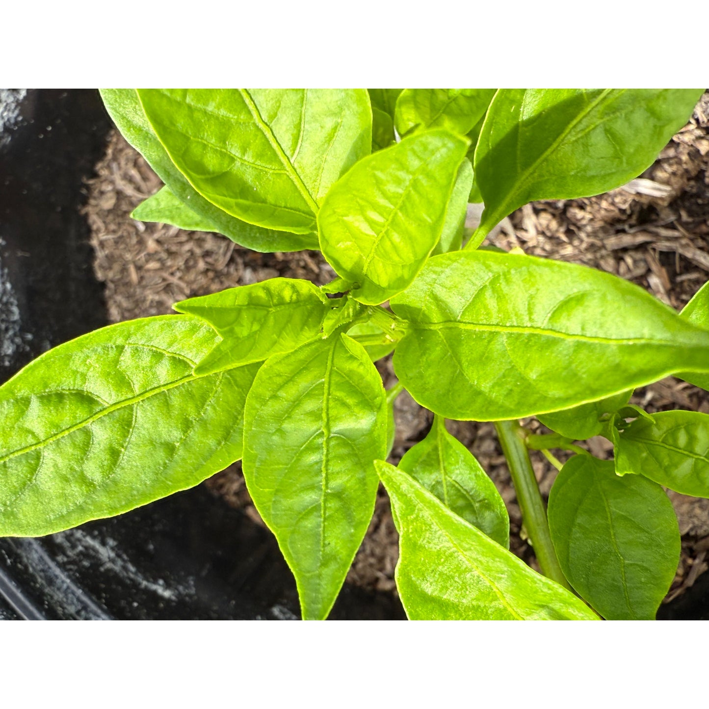 Lucifer's Dream Hot Pepper Seeds