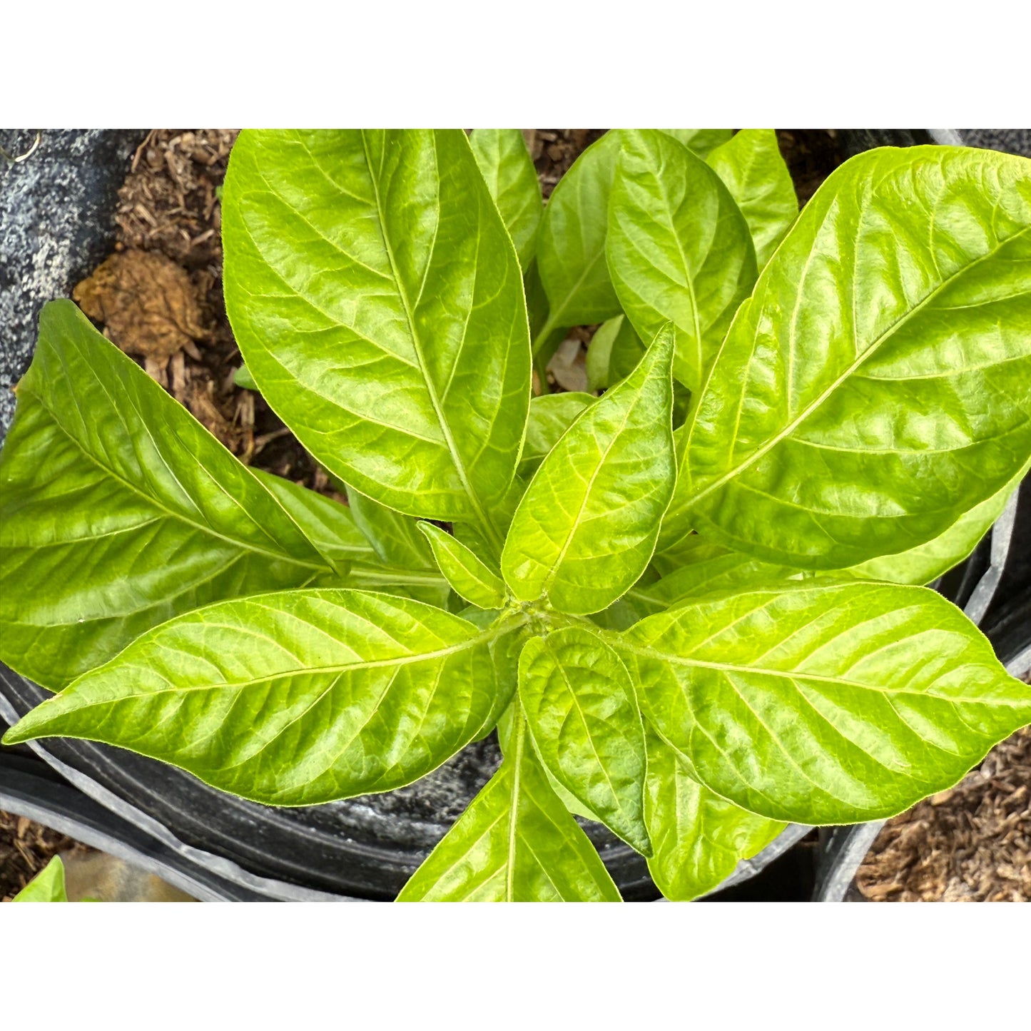 Madagascar Habanero Hot Pepper Seeds