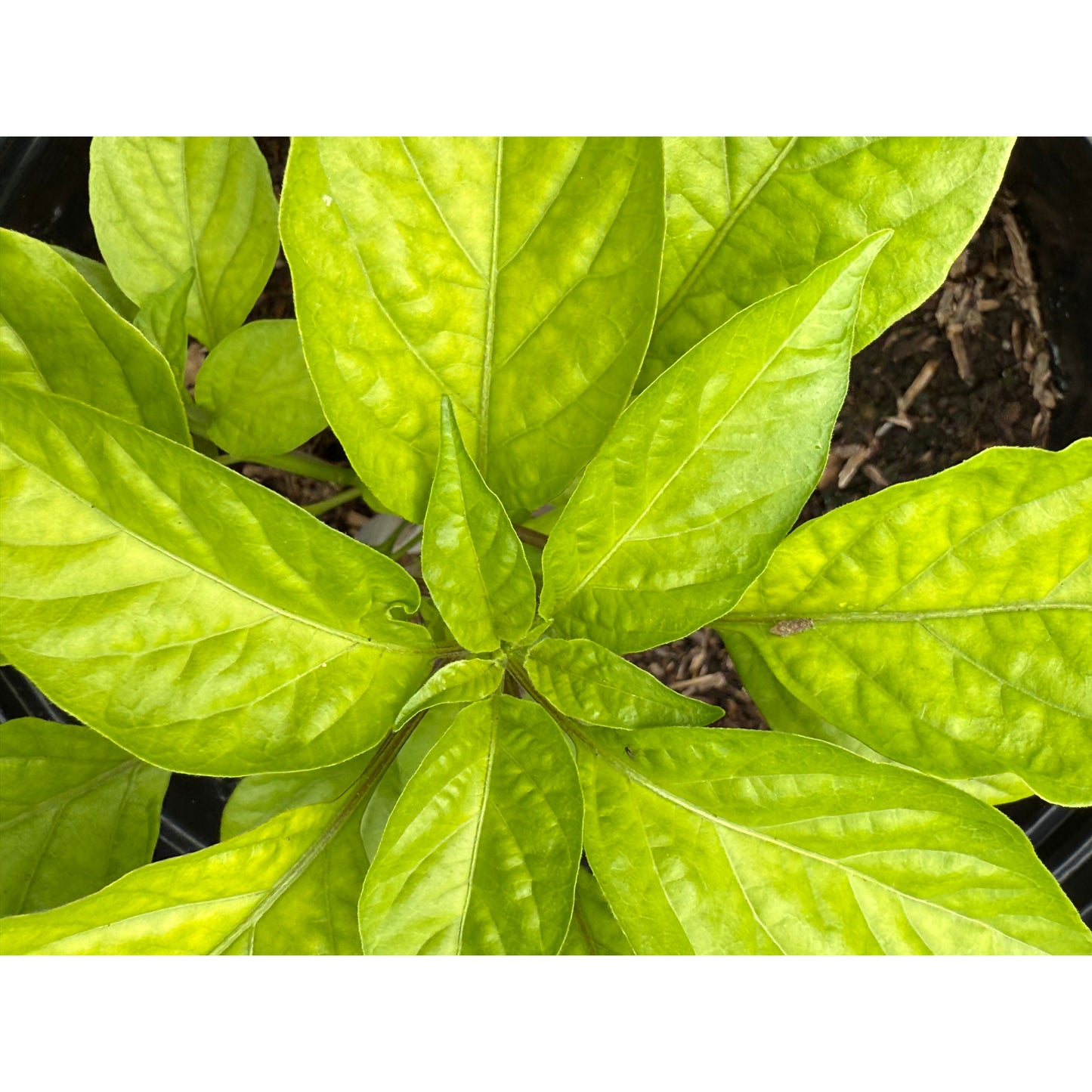 Madame Jeannette - Hot Pepper Seeds