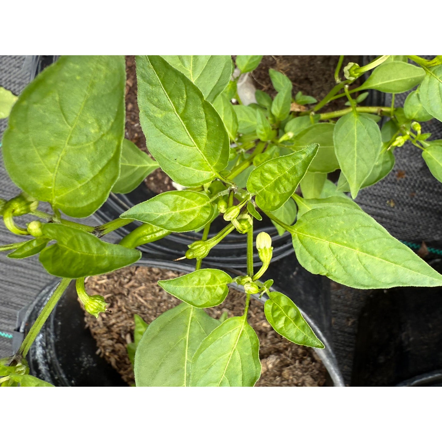 Mako Akokosrade Hot Pepper Seeds