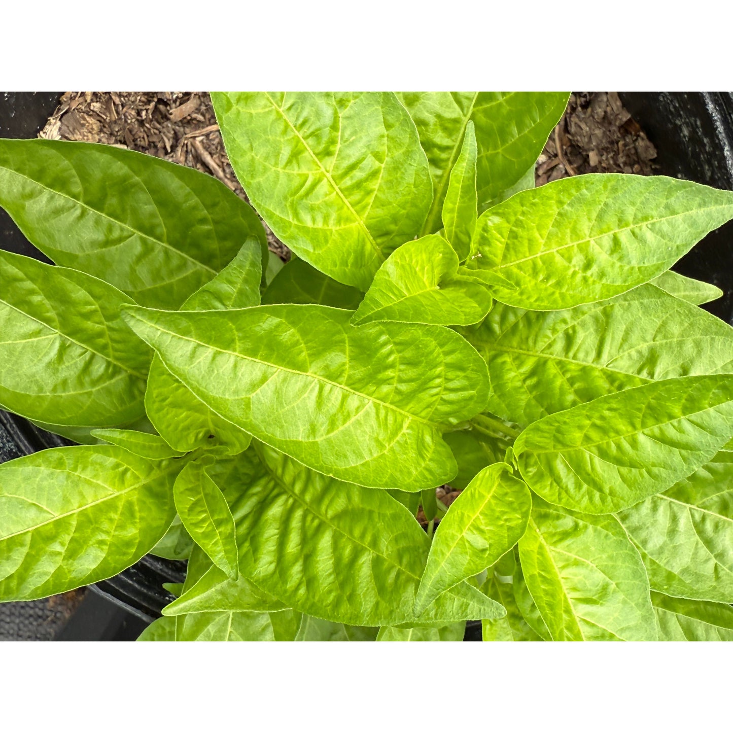 Malagueta - Hot Pepper Seeds