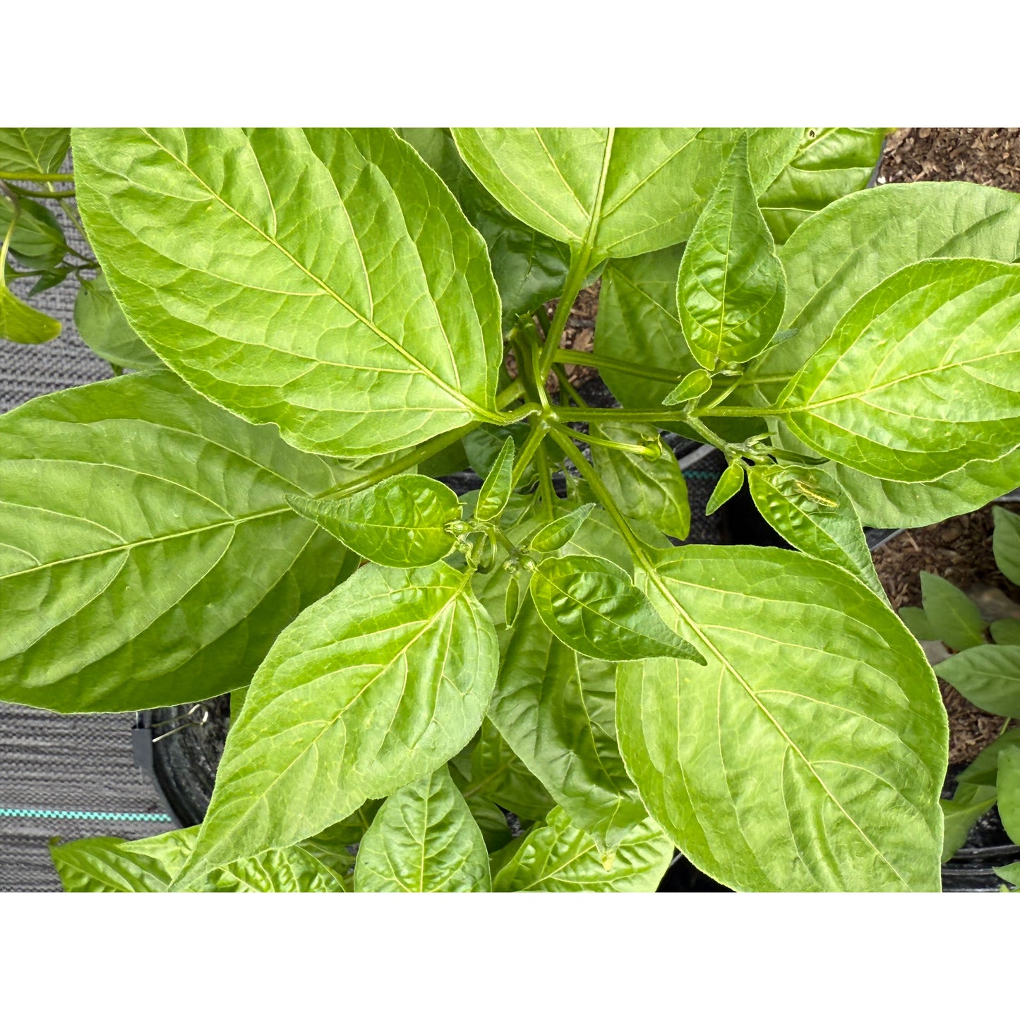 Malawi Piquante - Hot Pepper Seeds