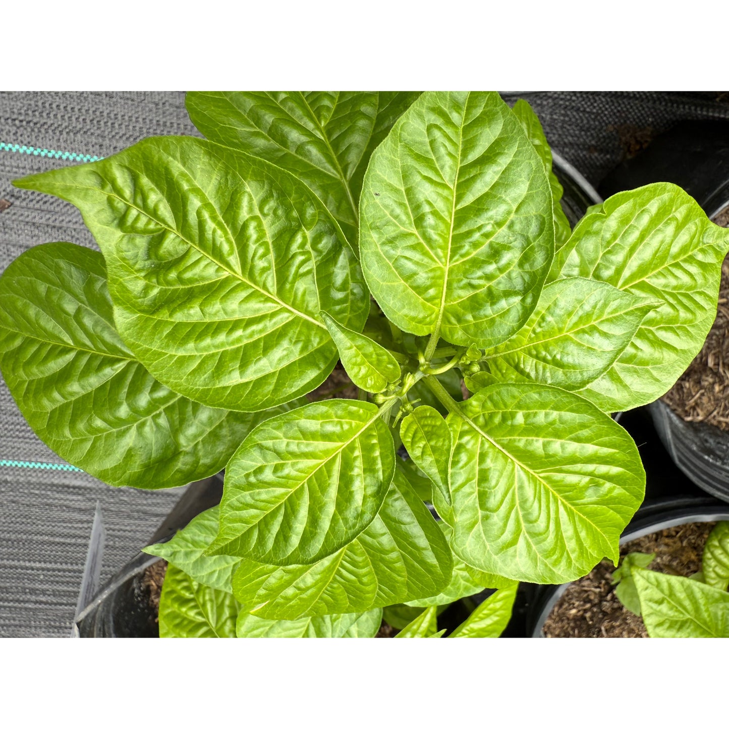 Malaysian Goronong (Heirloom) - Hot Pepper Seeds