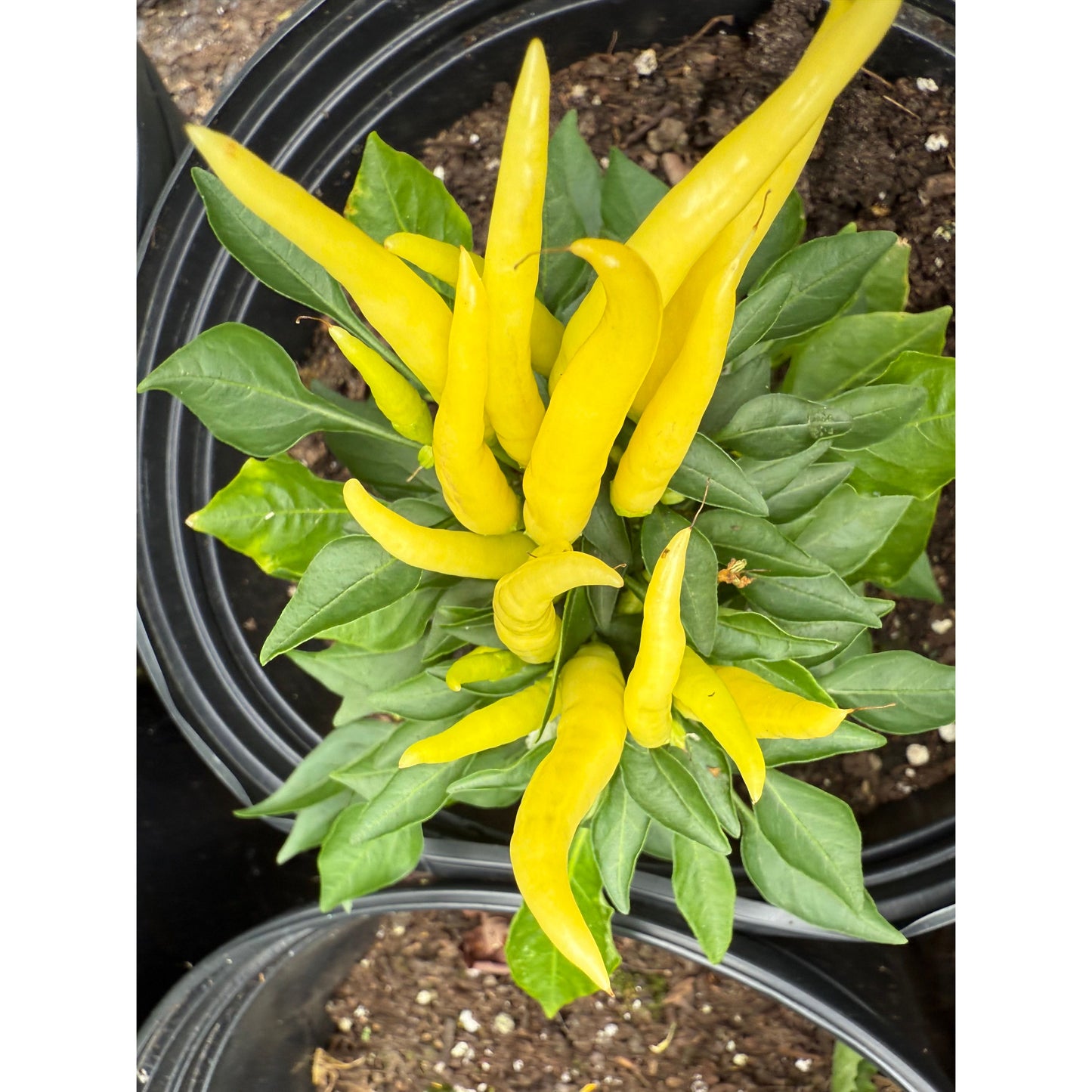 Medusa - Hot Pepper Seeds