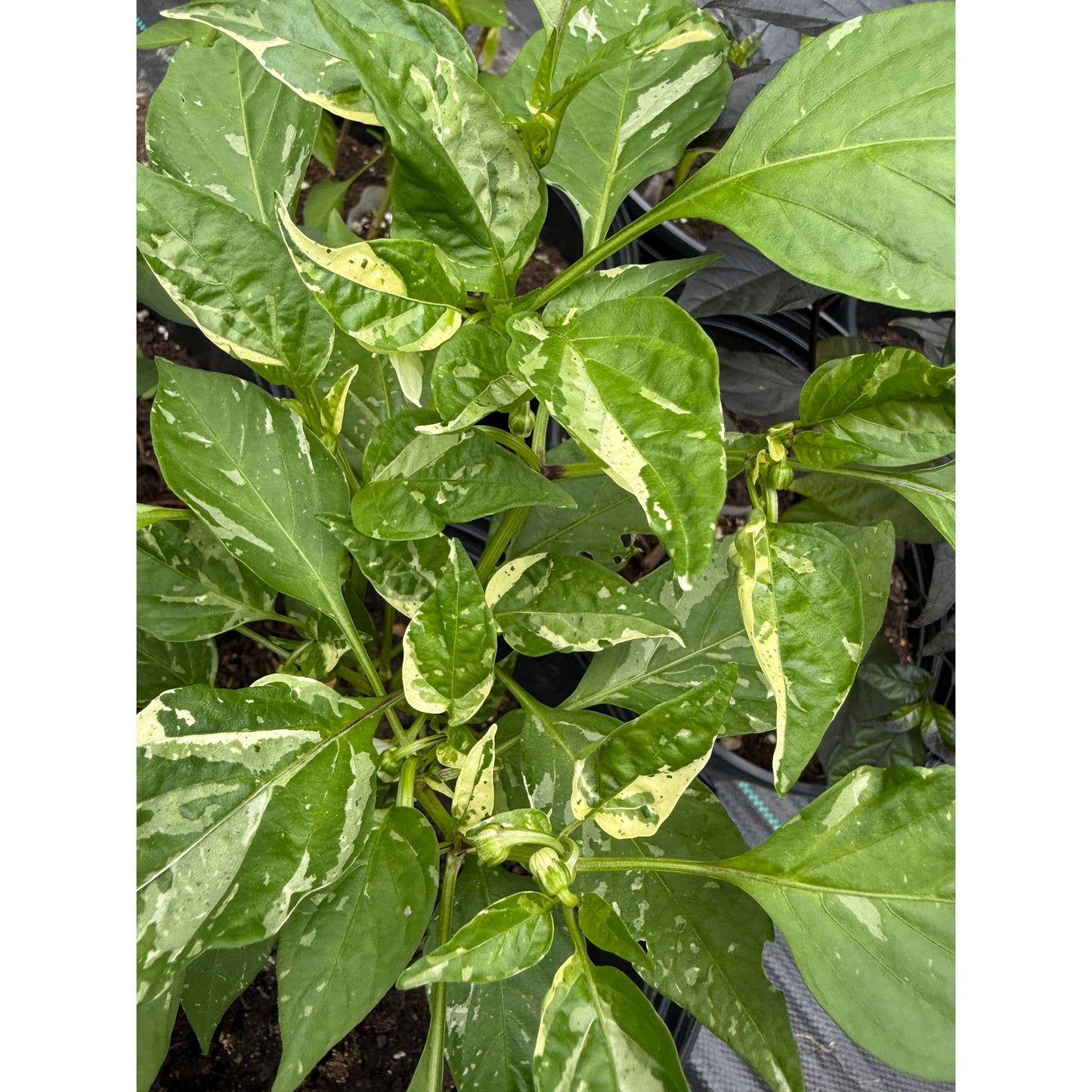 Graines de piment fort tourbillon moka