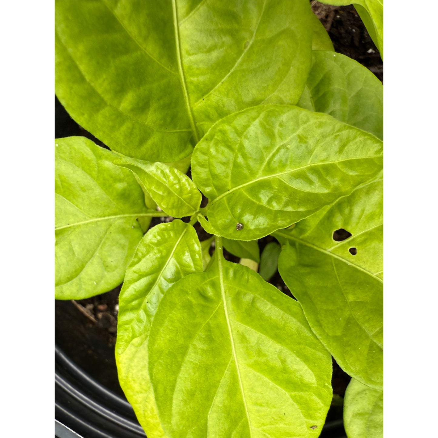 Graines de piment Moruga - White Cross