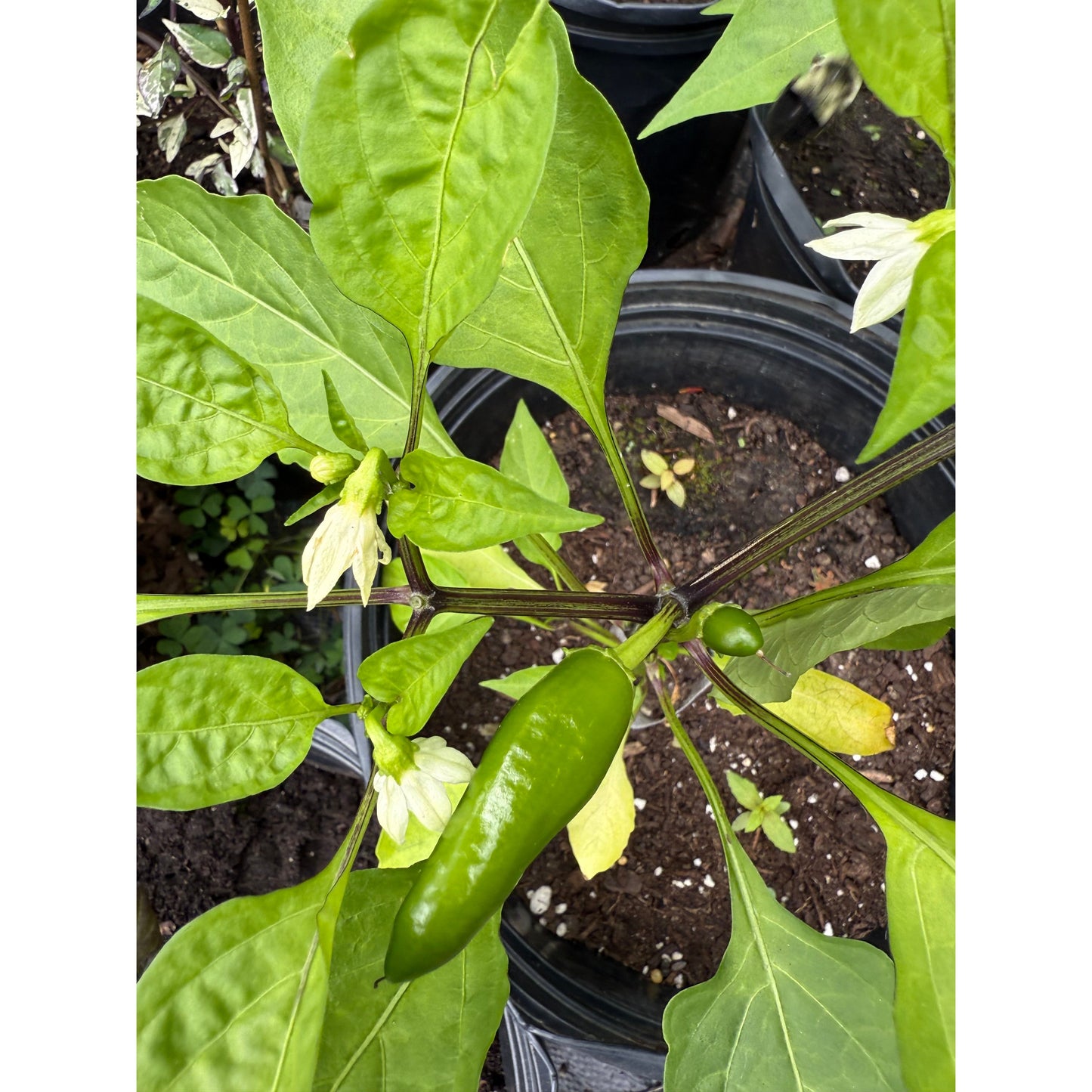 Mosco Hot Pepper Seeds