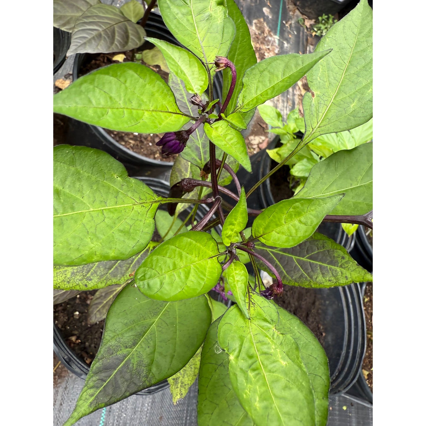 Murasaki (Ancient Pepper) - Hot Pepper Seeds