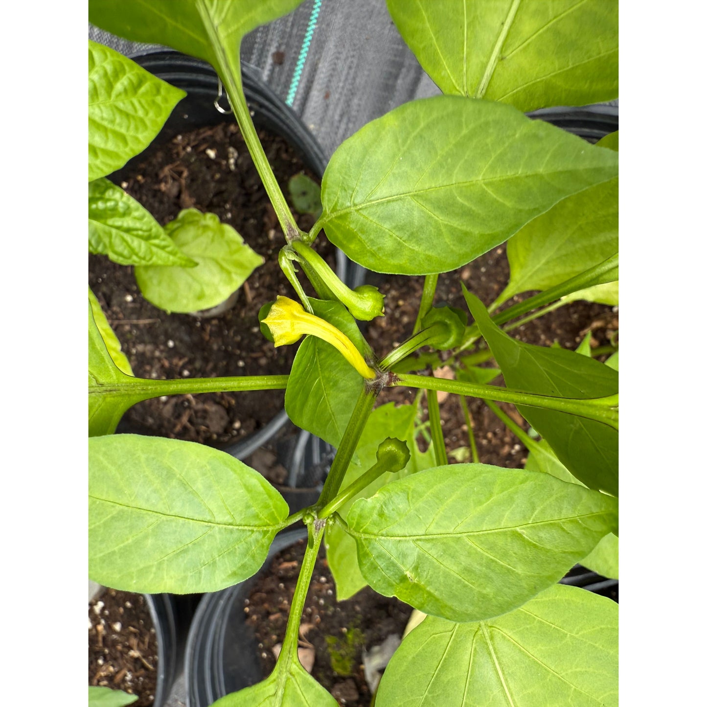 Graines de piment nadapeno
