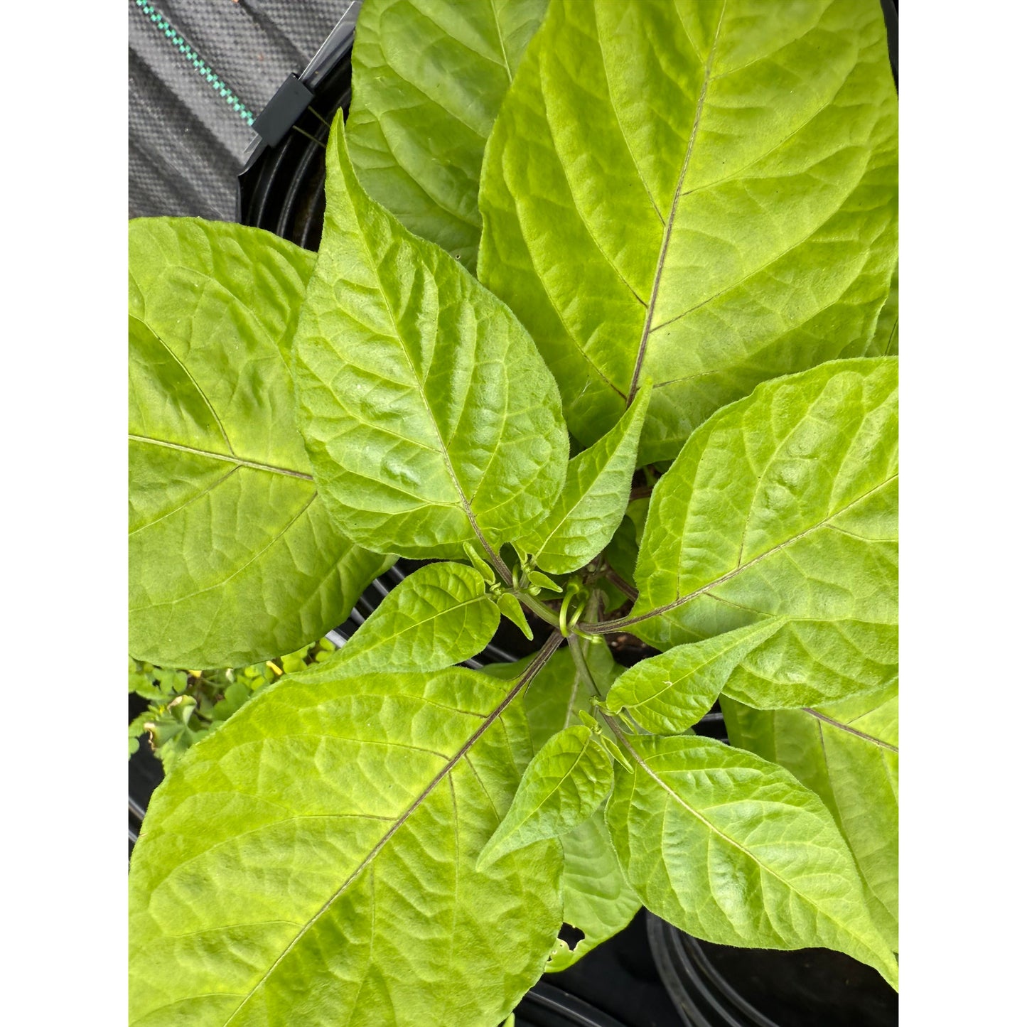 Naga - Chocolate Hot Pepper Seeds