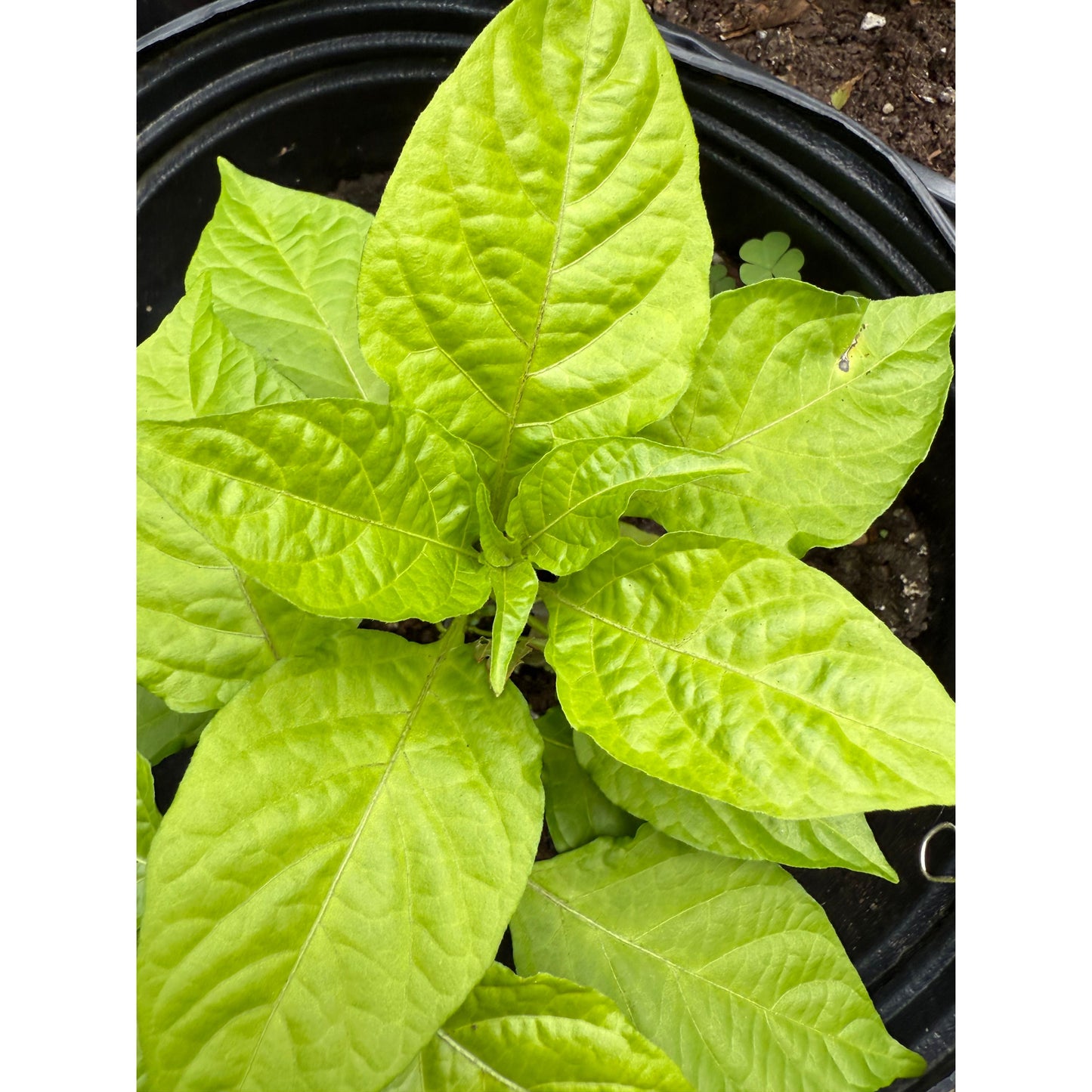 Naga X - Hot Pepper Seeds