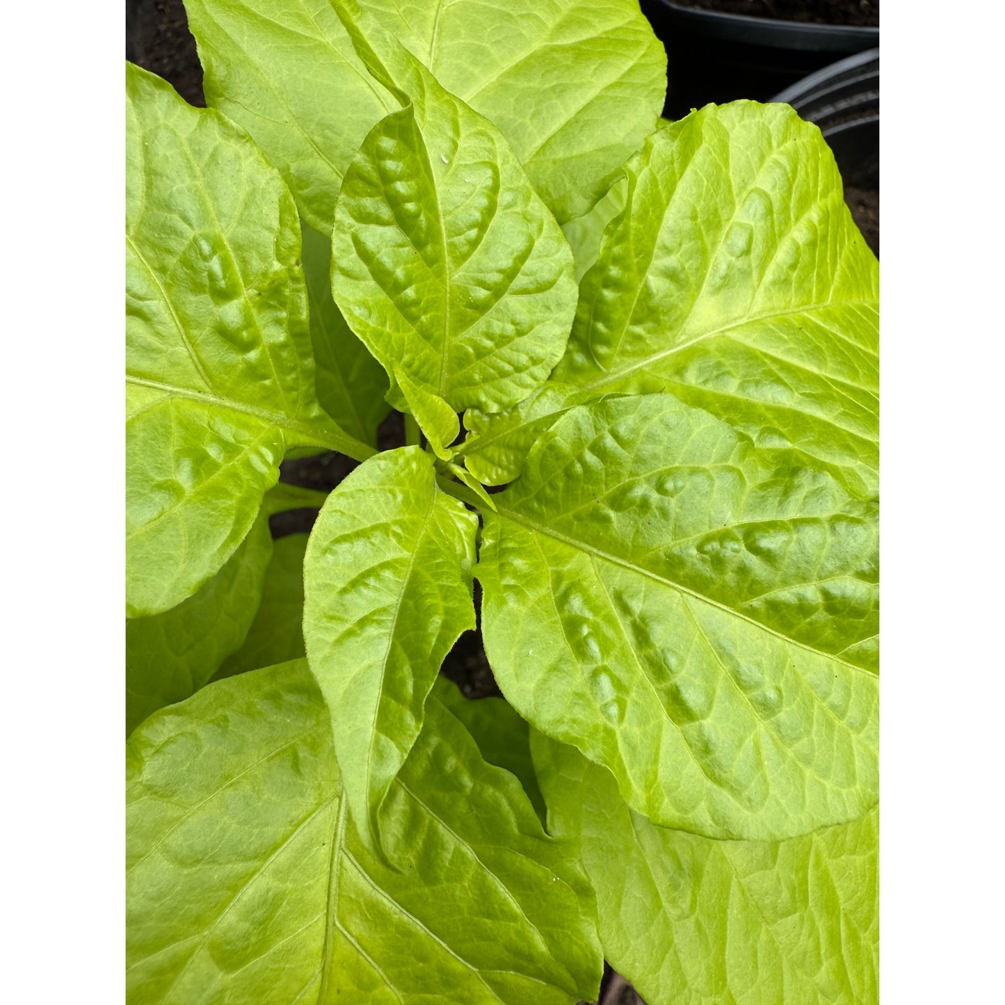 Caramel Scorpion Naganero - Graines de piment fort