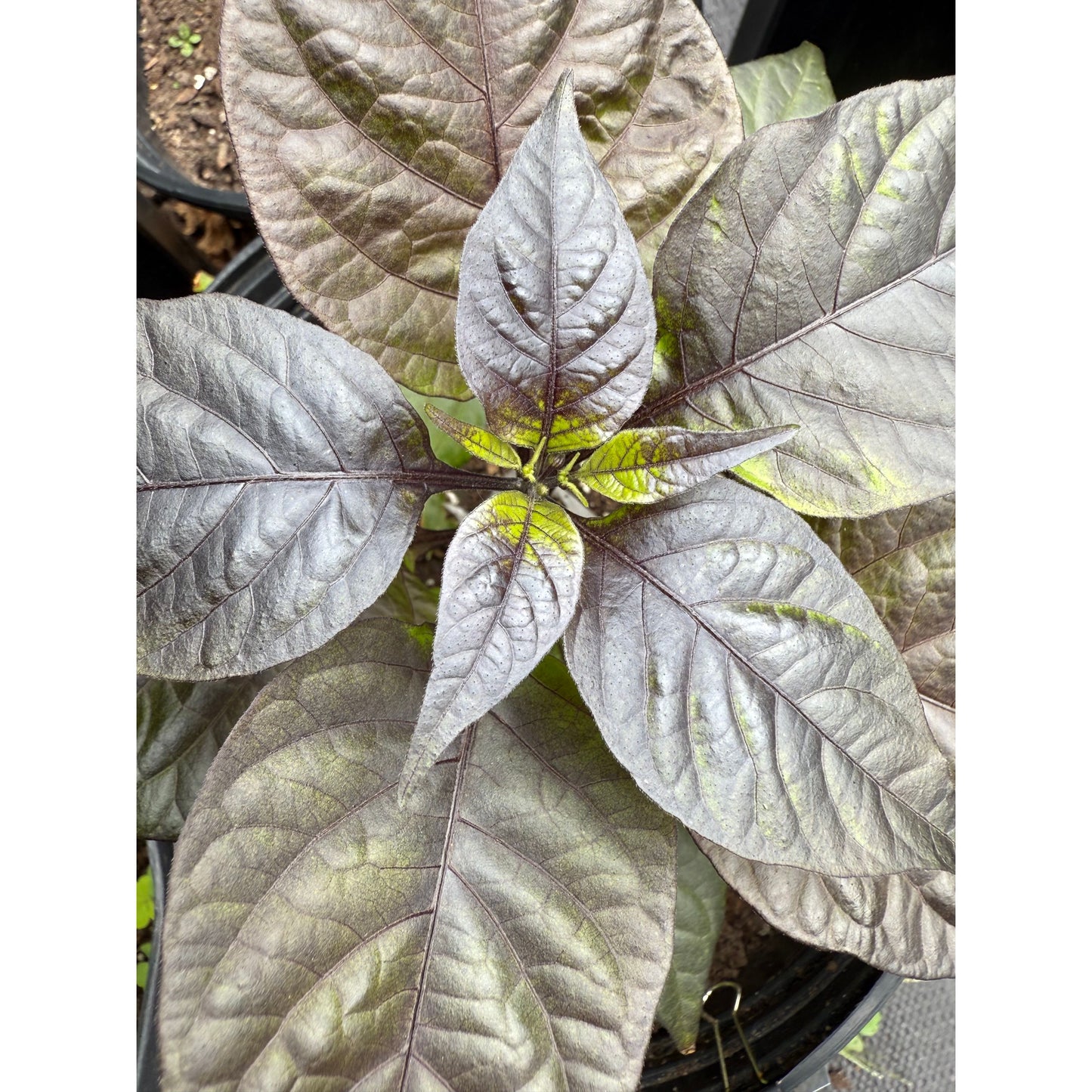 Naga Tiger - Hot Pepper Seeds