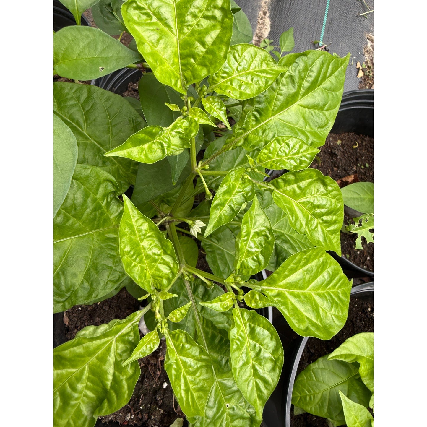 Naga - White Hot Pepper Seeds