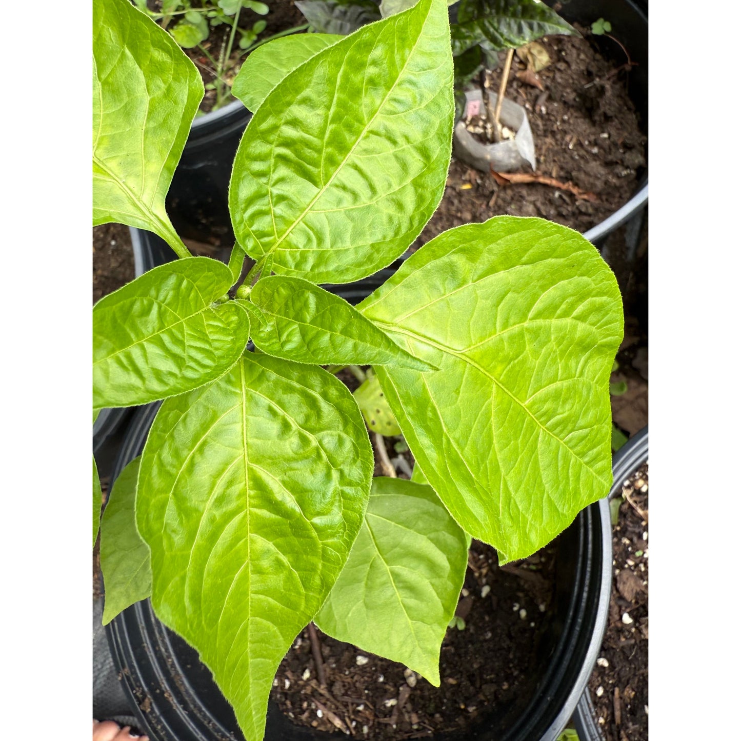 Nepalese Bell Hot Pepper Seeds
