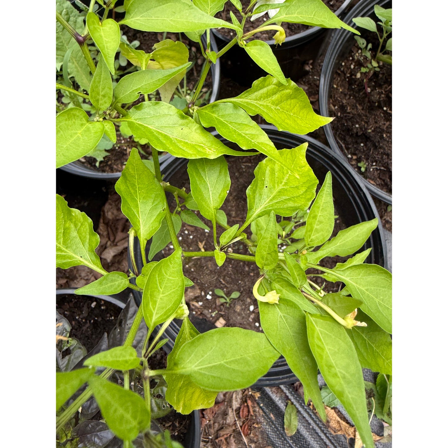 Nepal Snakebite - Hot Pepper Seeds