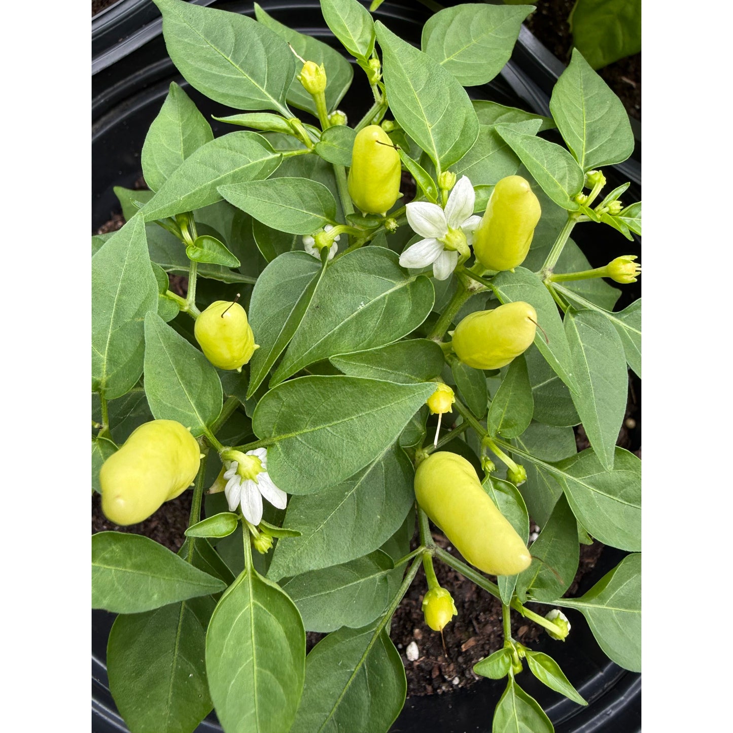 Graines de piment fort Numex Summer Solstice