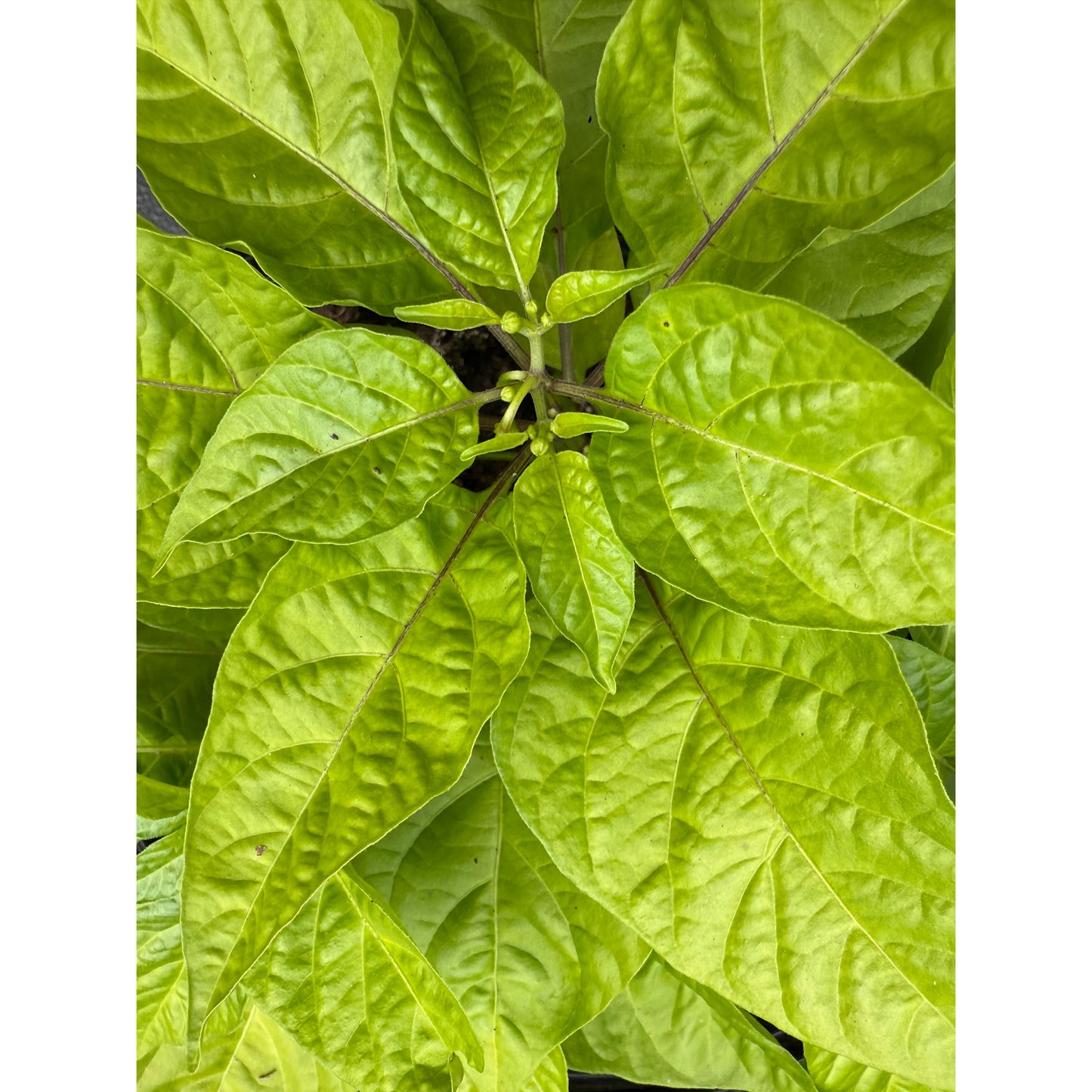 Ojeenmma Hot Pepper Seeds