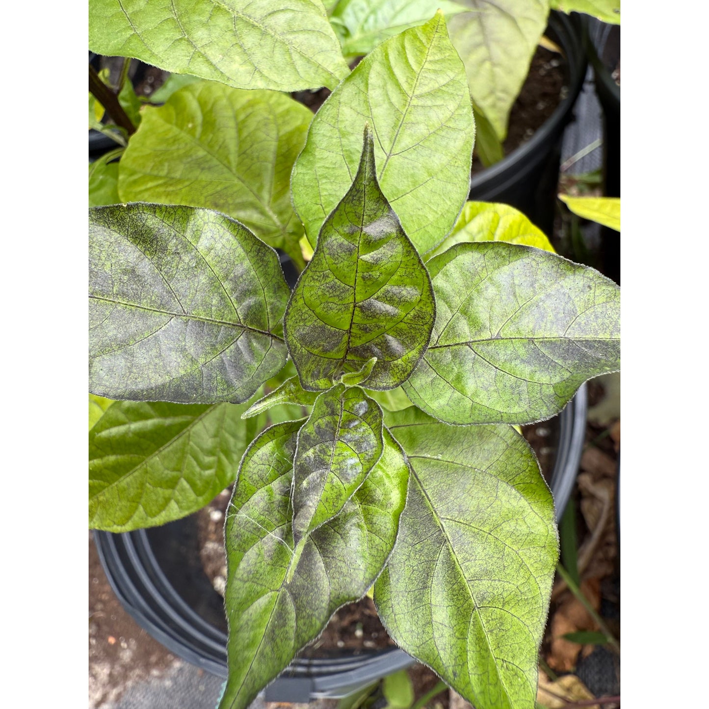 Graines de piment fort Olho De Mutum