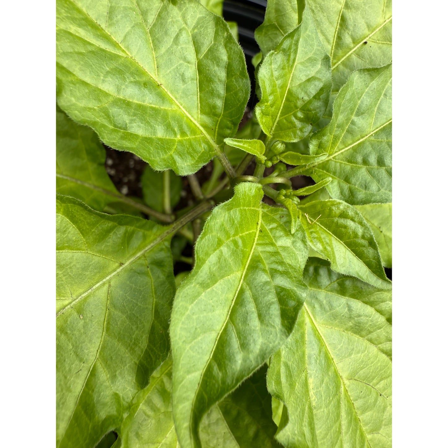 Graines de piment Ghost Scorpion OMG