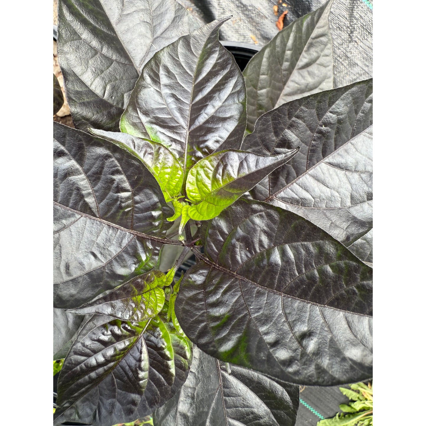 Graines de piment long Orion