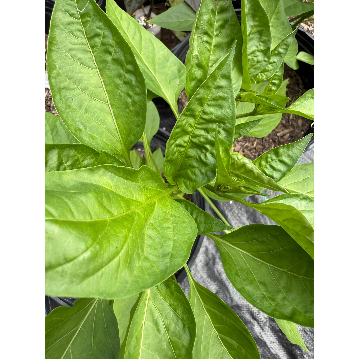 Paprika NuMex R Naky - Hot Pepper Seeds