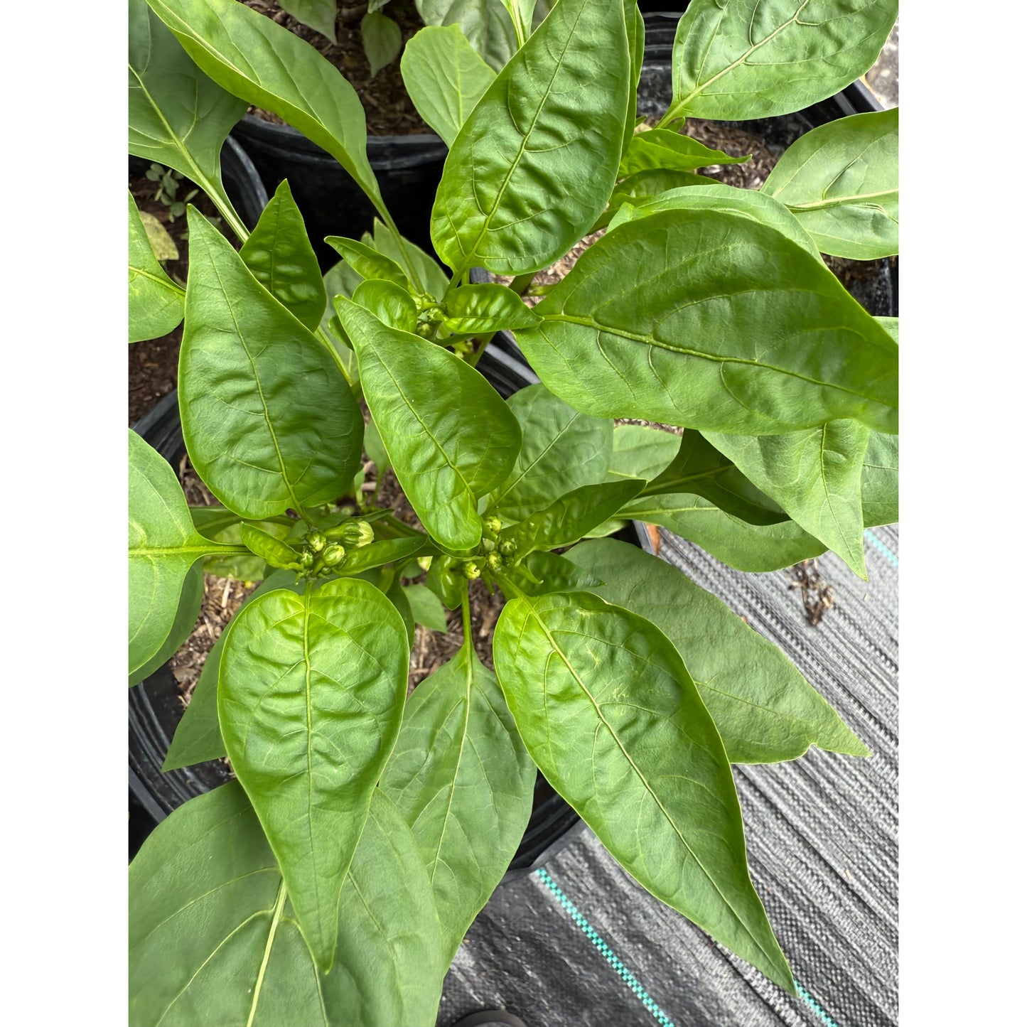 Paradiscum Alaku Sarga Szentes Hot Pepper Seeds