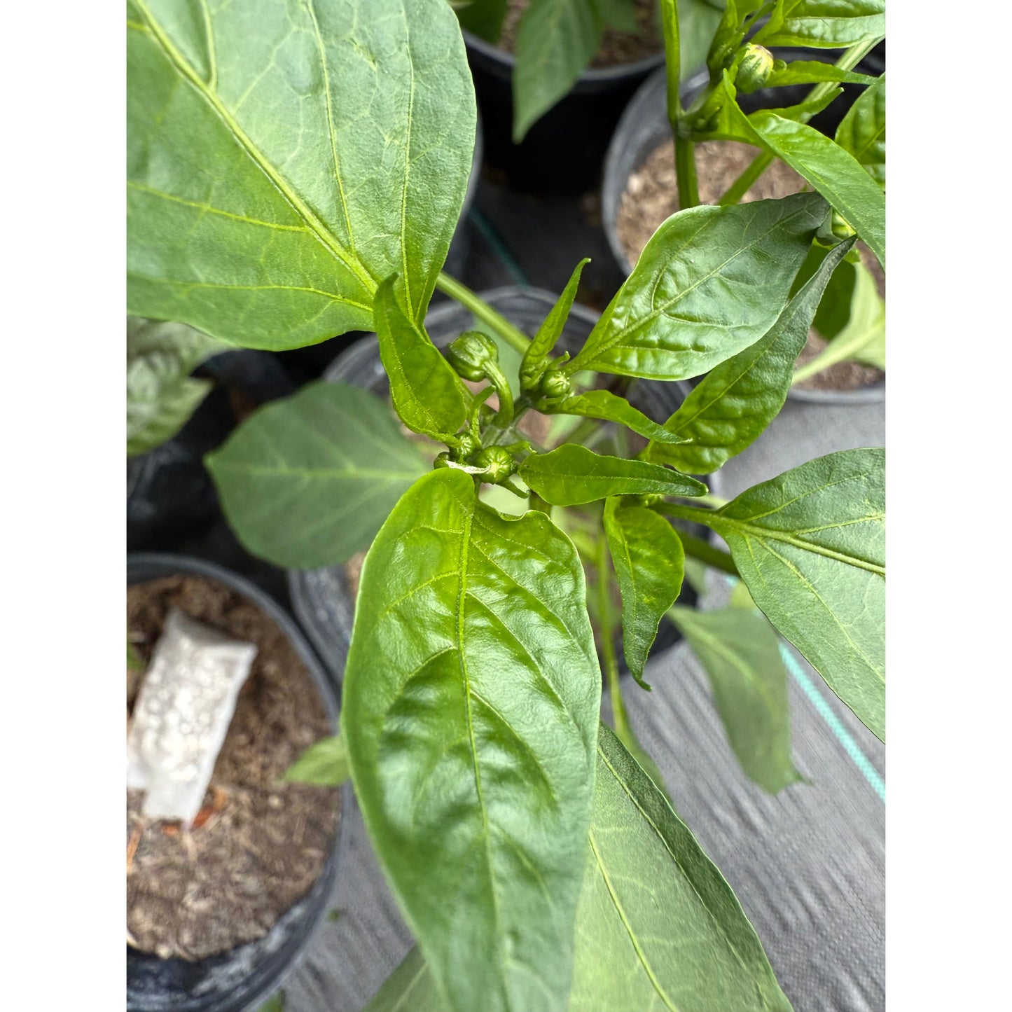 Graines de piment Pasilla Oaxaca