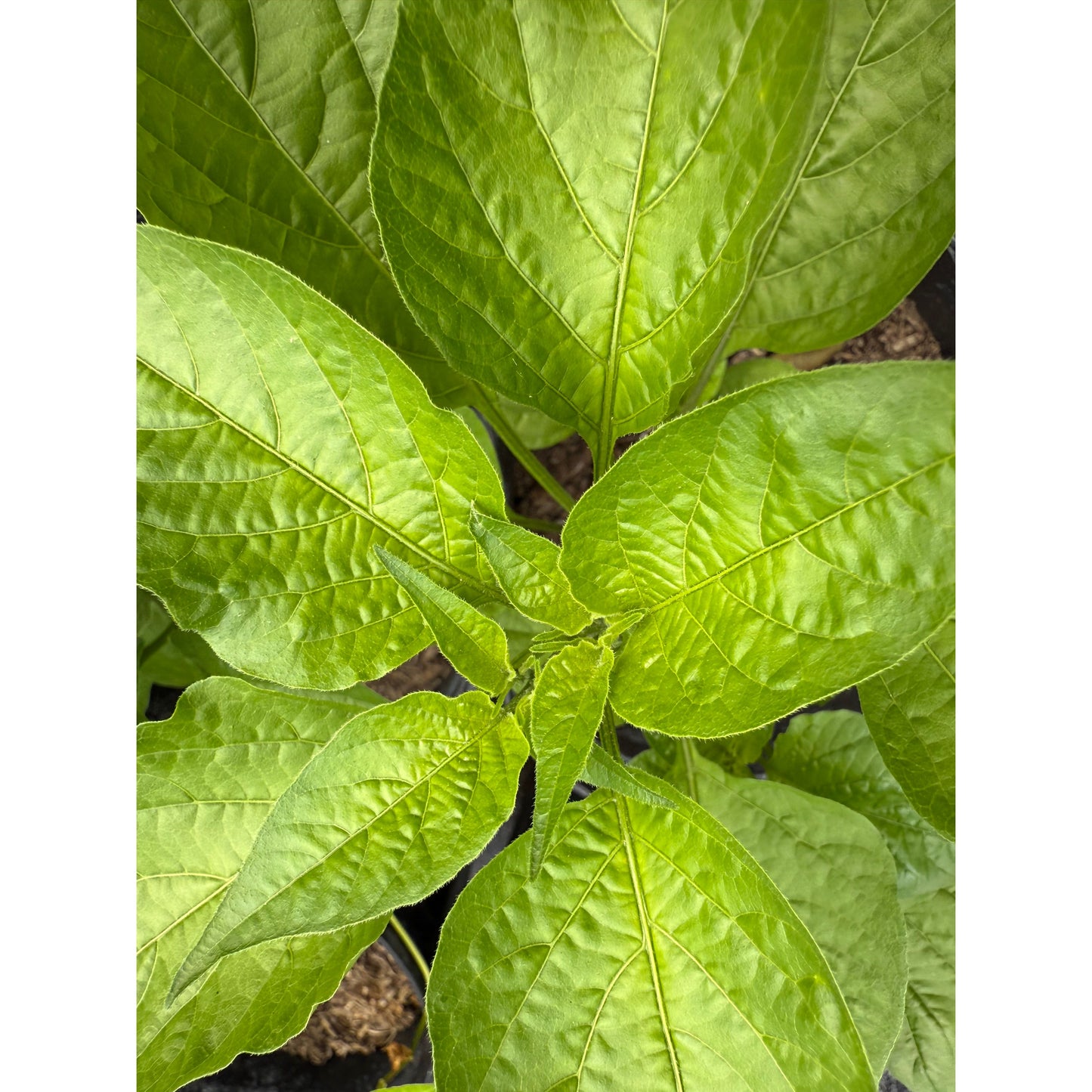 Peito de Moca - Graines de piment fort