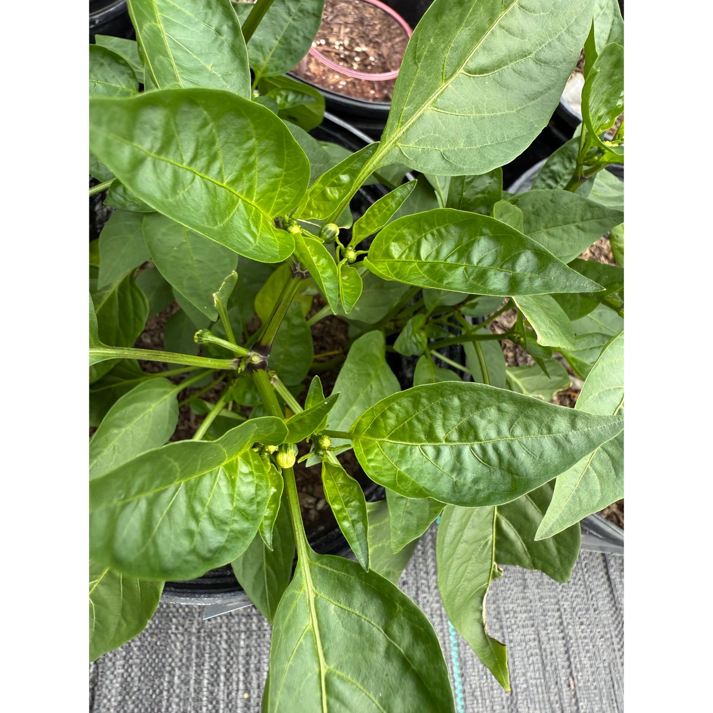 Peppadew Orange Hot Pepper Seeds