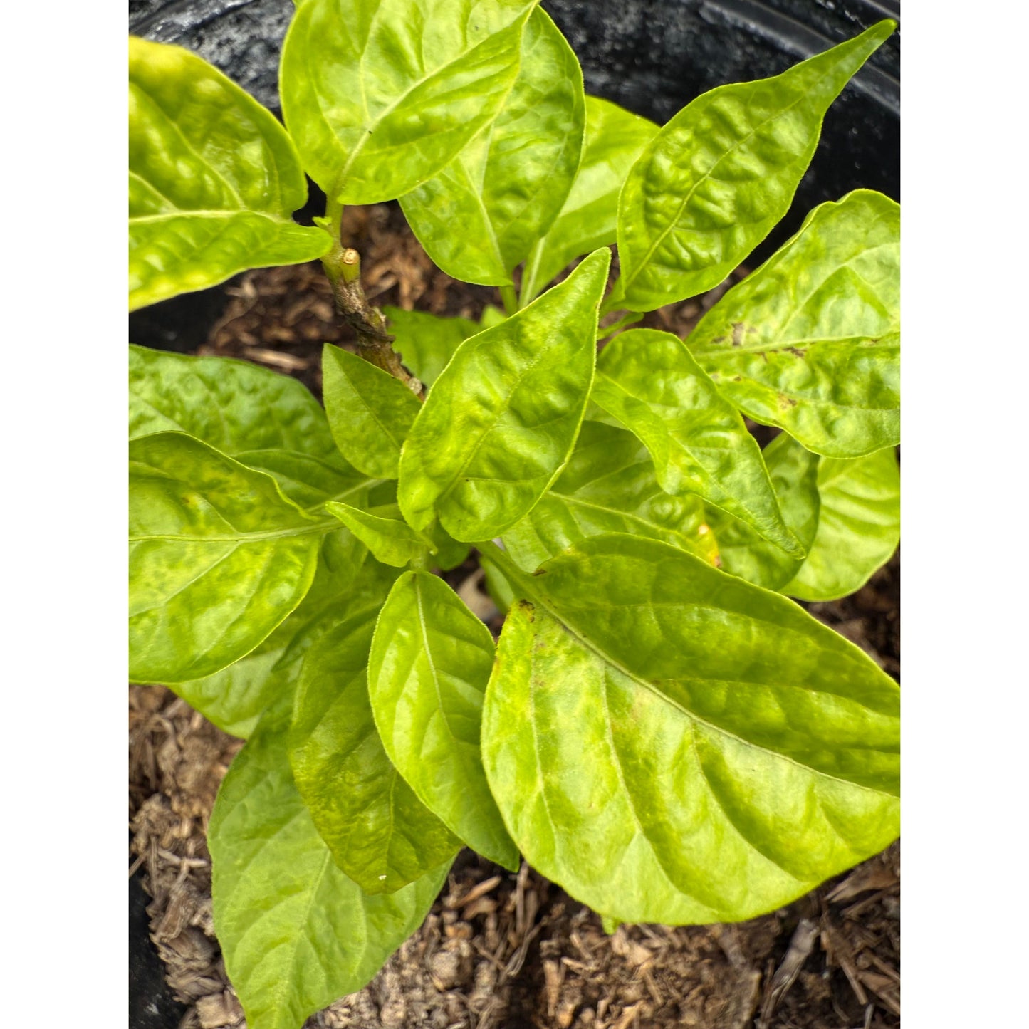 Pepper XXX - Yellow Hot Pepper Seeds