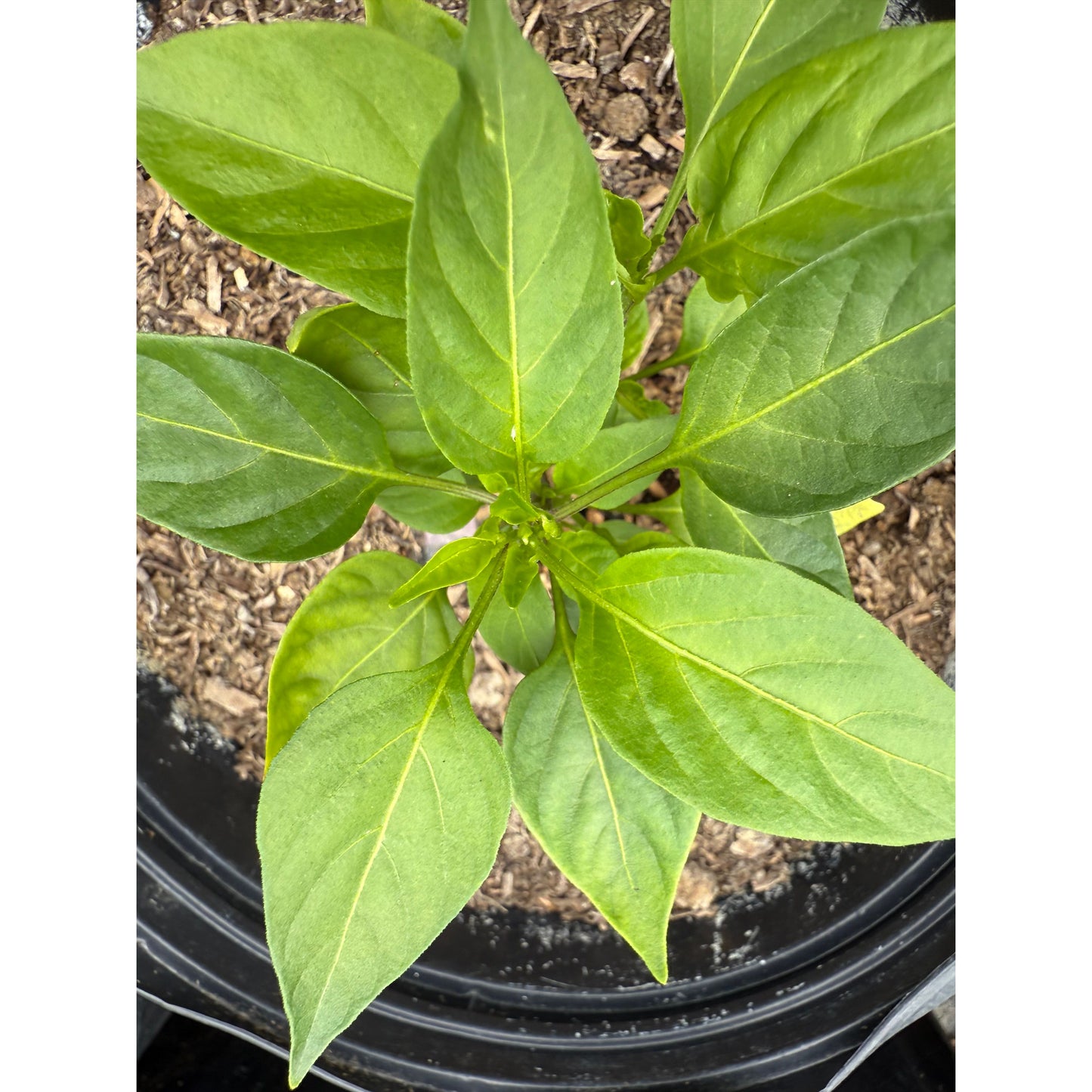 Pequin - South African - Hot Pepper Seeds