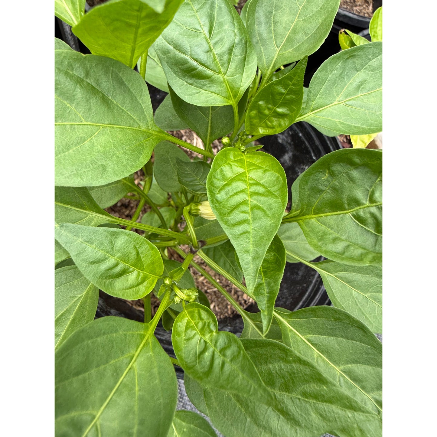 Petit Marseillais Hot Pepper Seeds