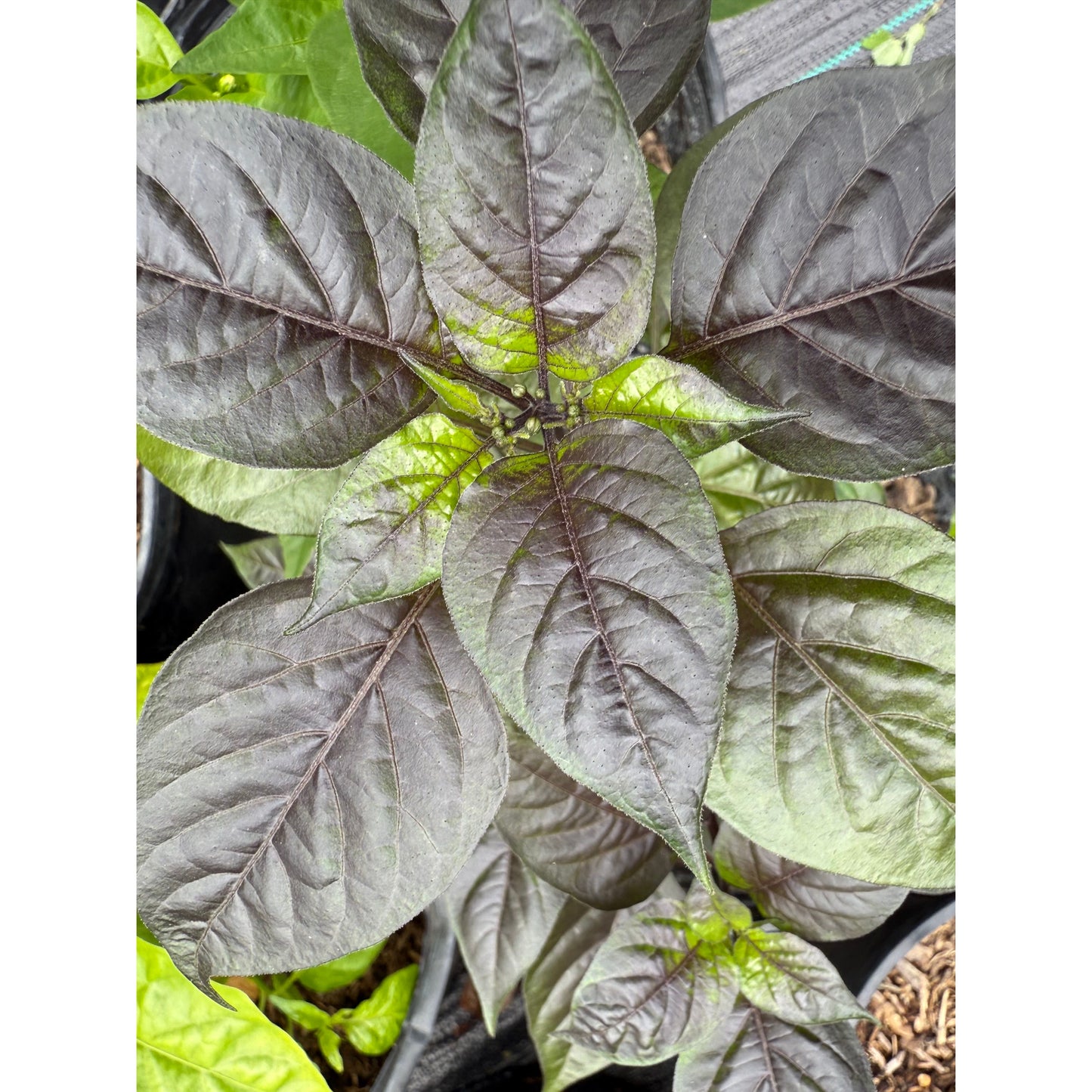 Piatezema Black Hot Pepper Seeds