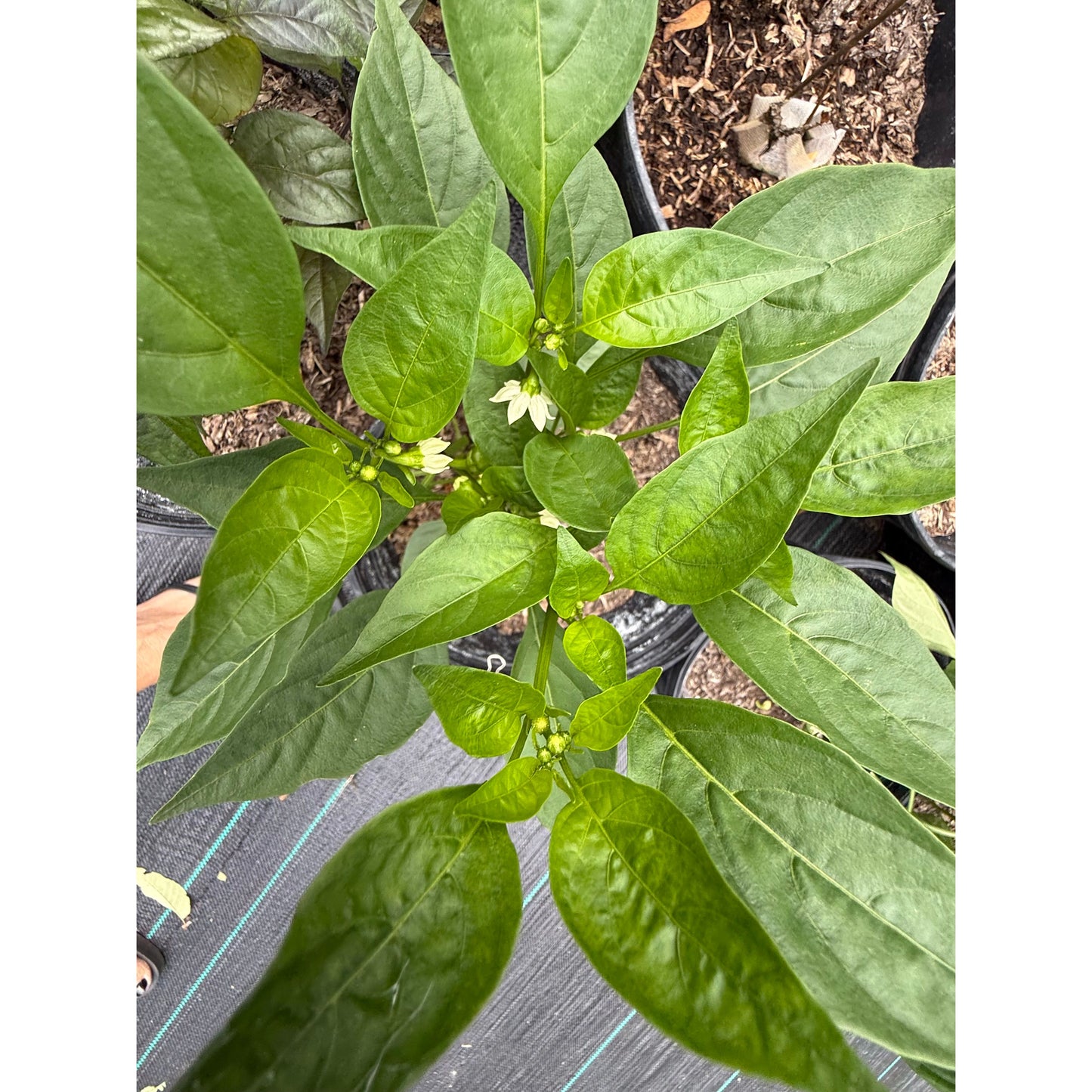 Piccante Calabrese Hot Pepper Seeds