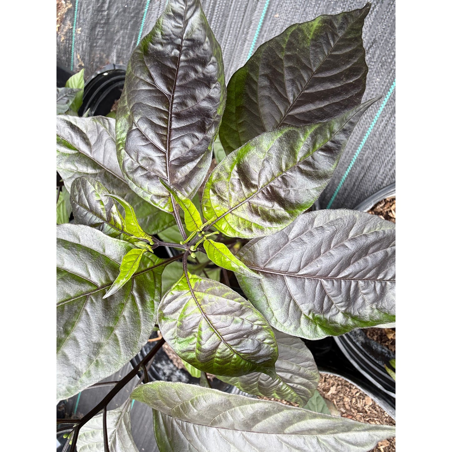 Pimenta Da Das Fio Graines de piment fort
