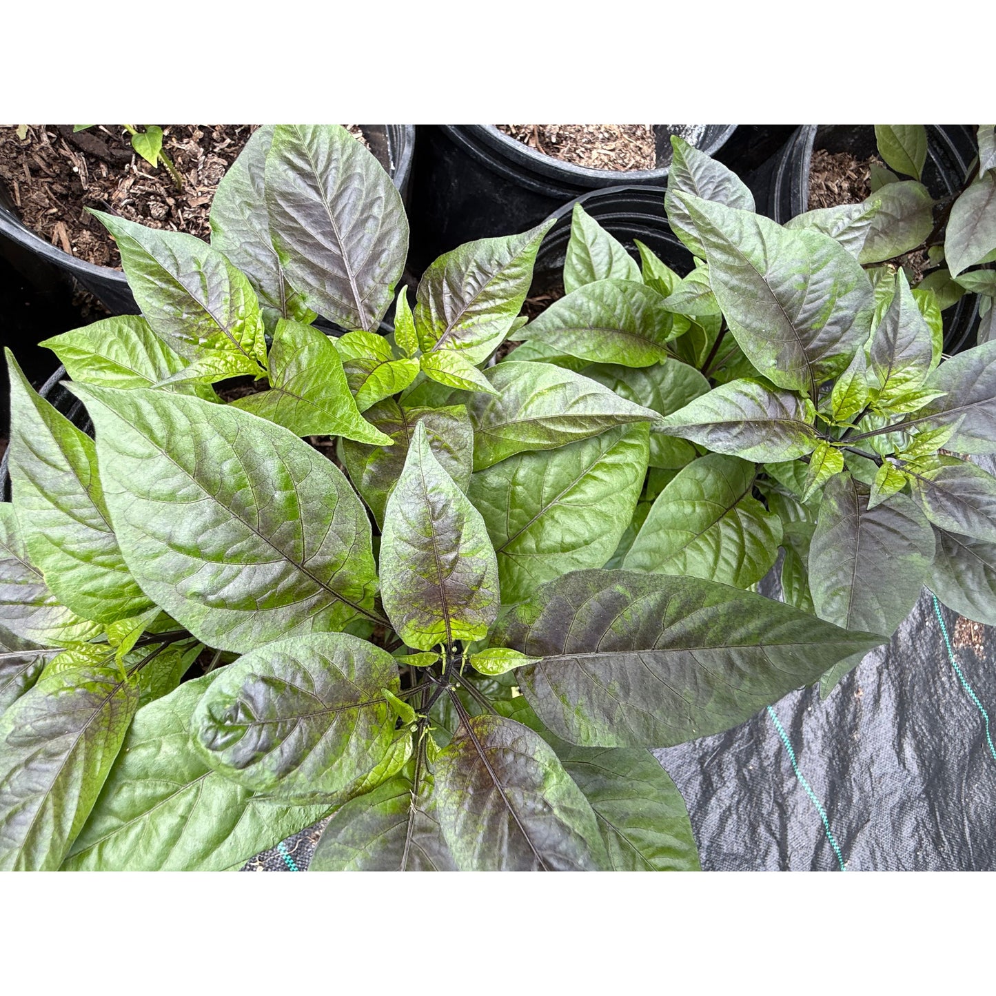 Pimenta Leopard - Hot Pepper Seeds