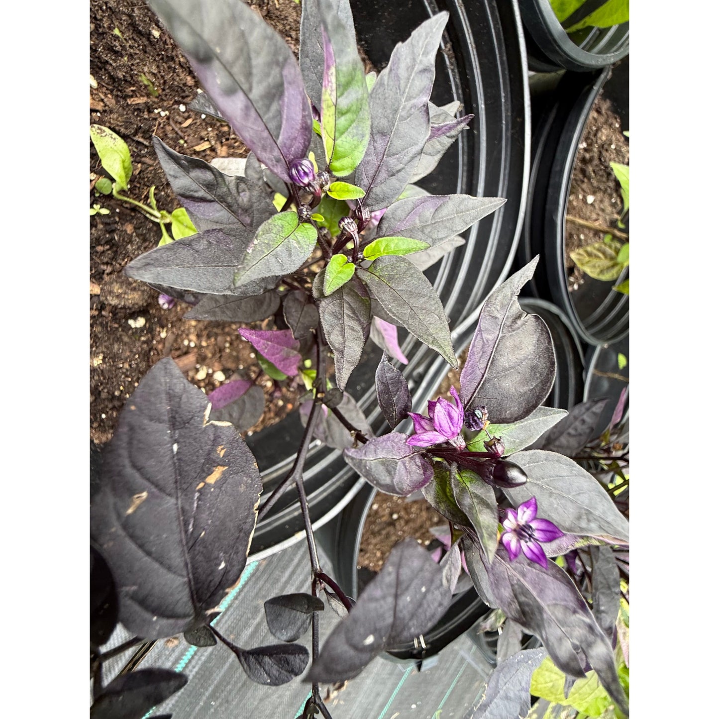 Pimento Purple Flash Hot Pepper Seeds