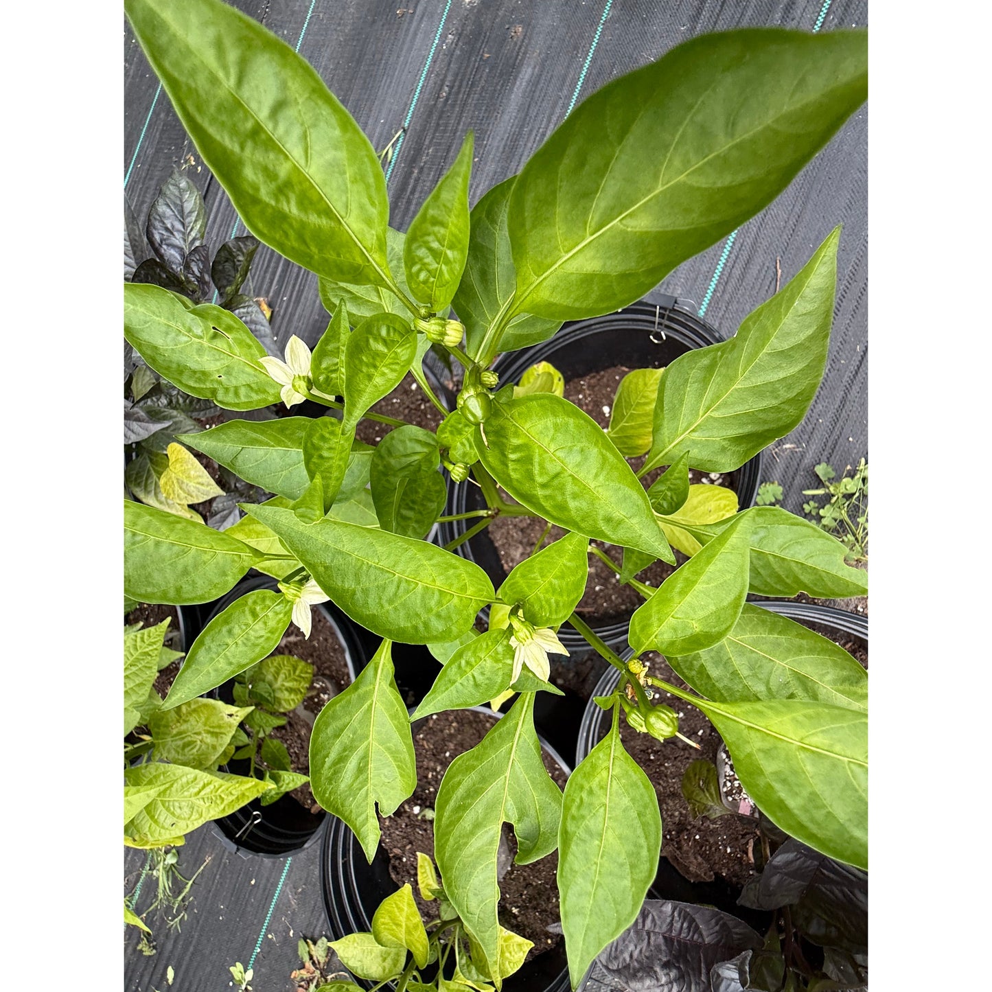 Pimento Chorizero - Hot Pepper Seeds