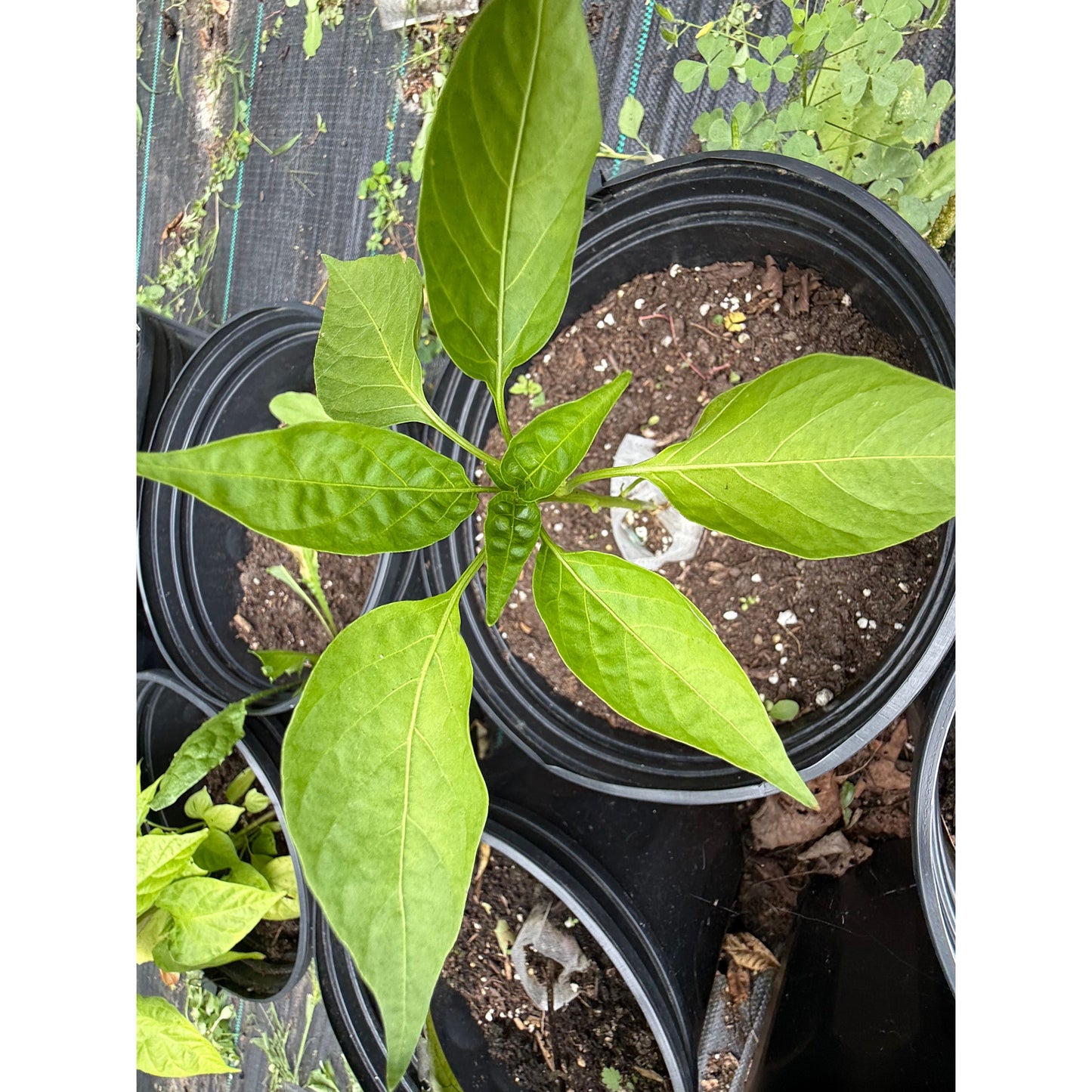 Poblano - Chocolate - Mulato Isleño Chile Hot Pepper Seeds