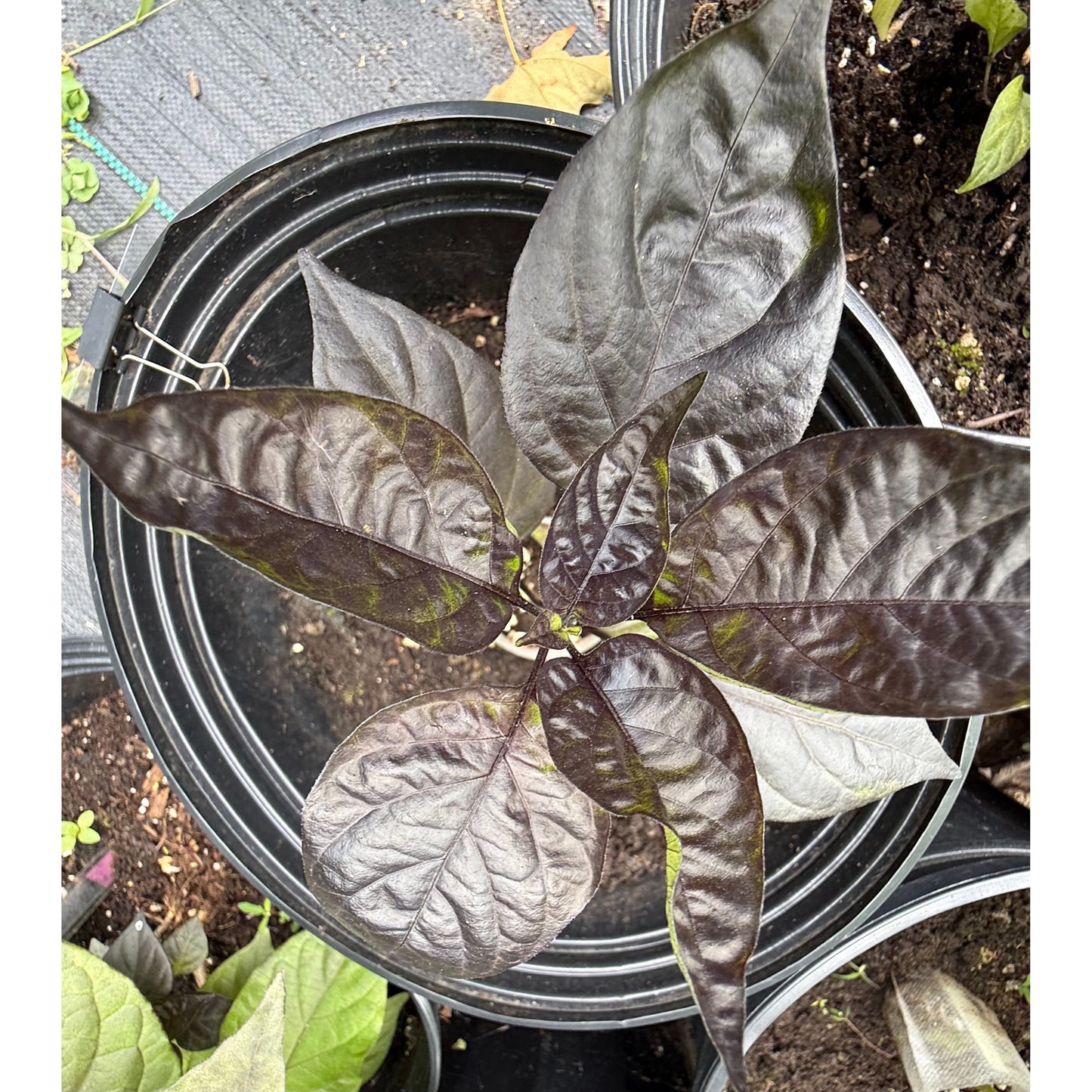 Pockmark - Orange Hot Pepper Seeds