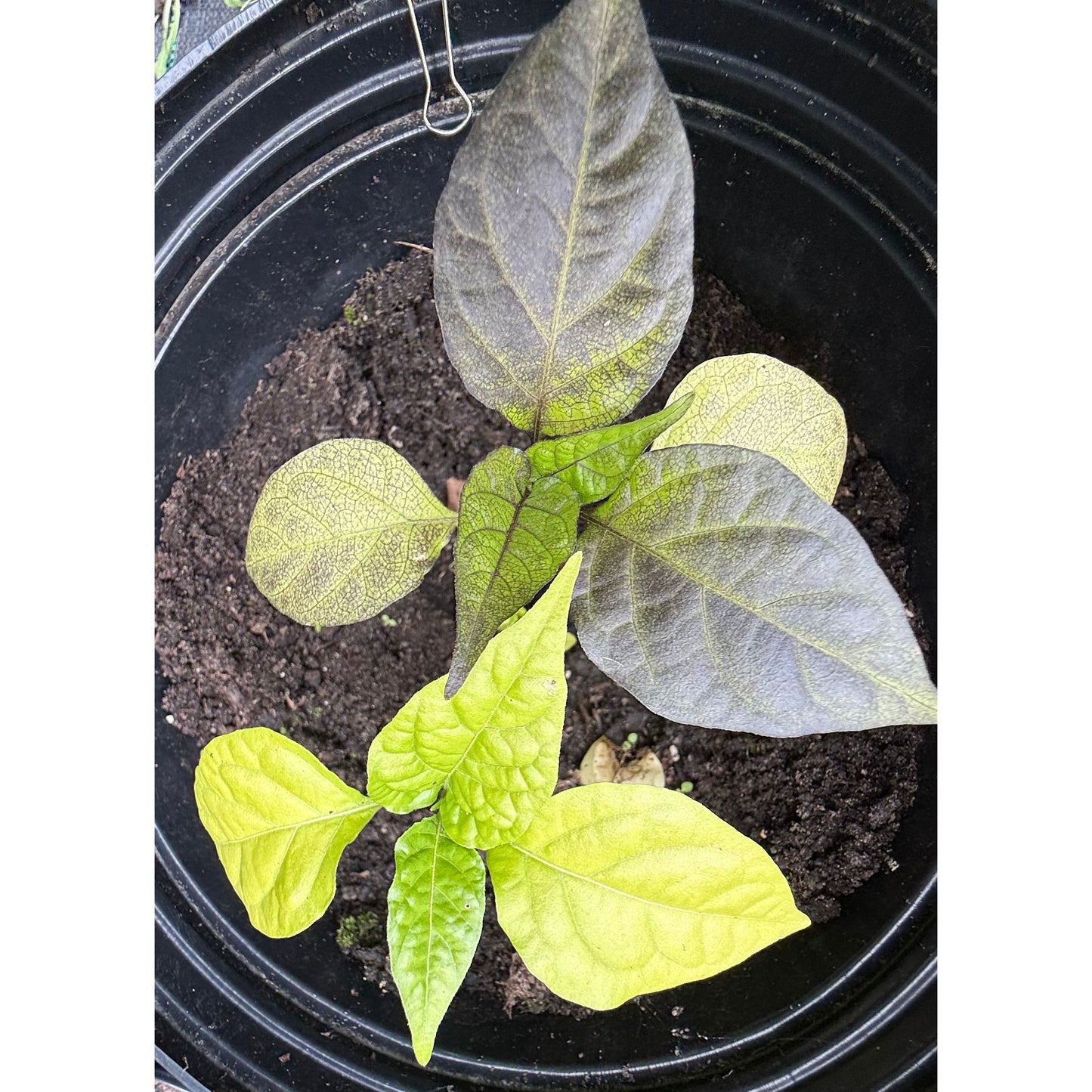 Point Break Horizon- Hot Pepper Seeds