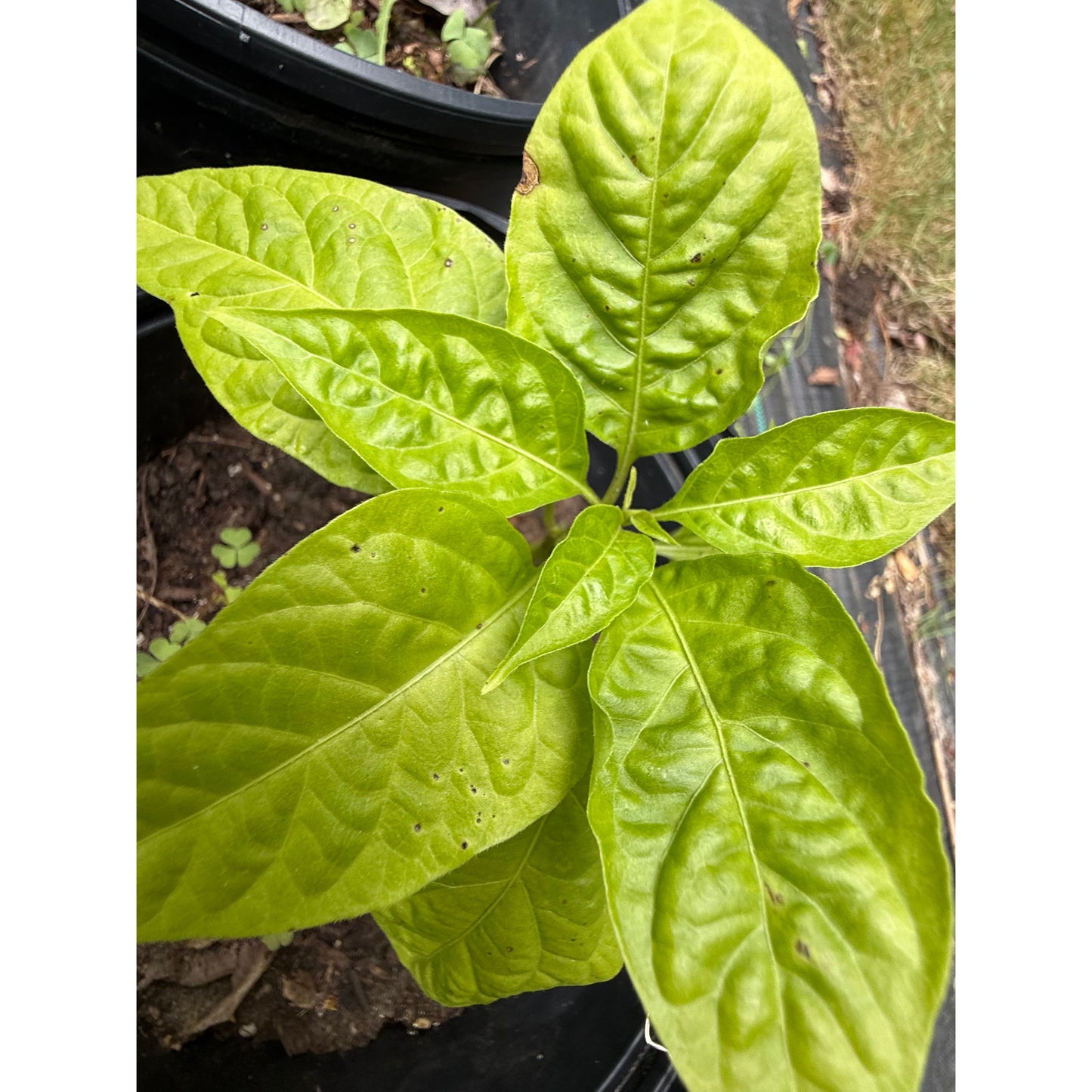 Primotalii - Chocolate - Hot Pepper Seeds