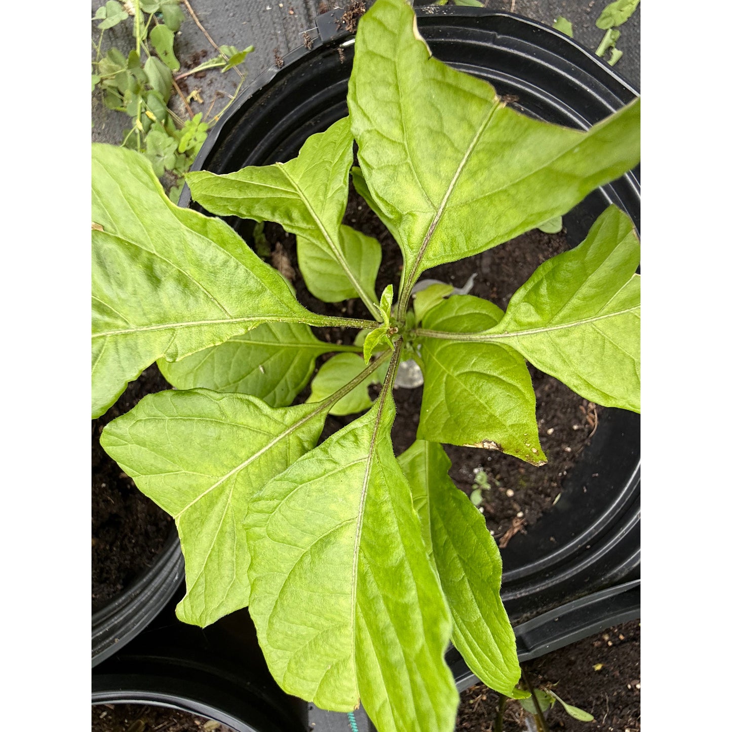 Primotalii - Mustard - Hot Pepper Seeds