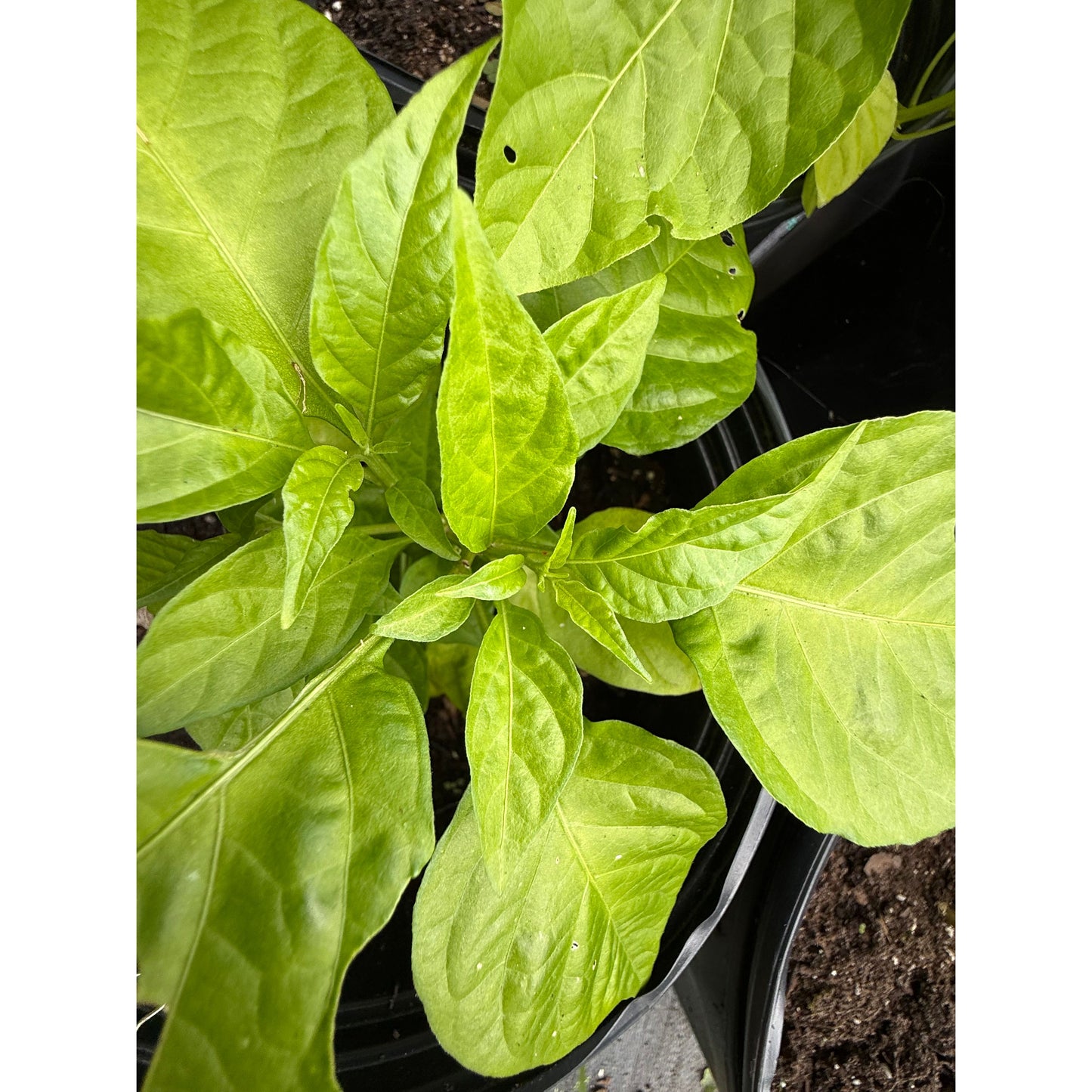 Primotalii - Red Hot Pepper Seeds