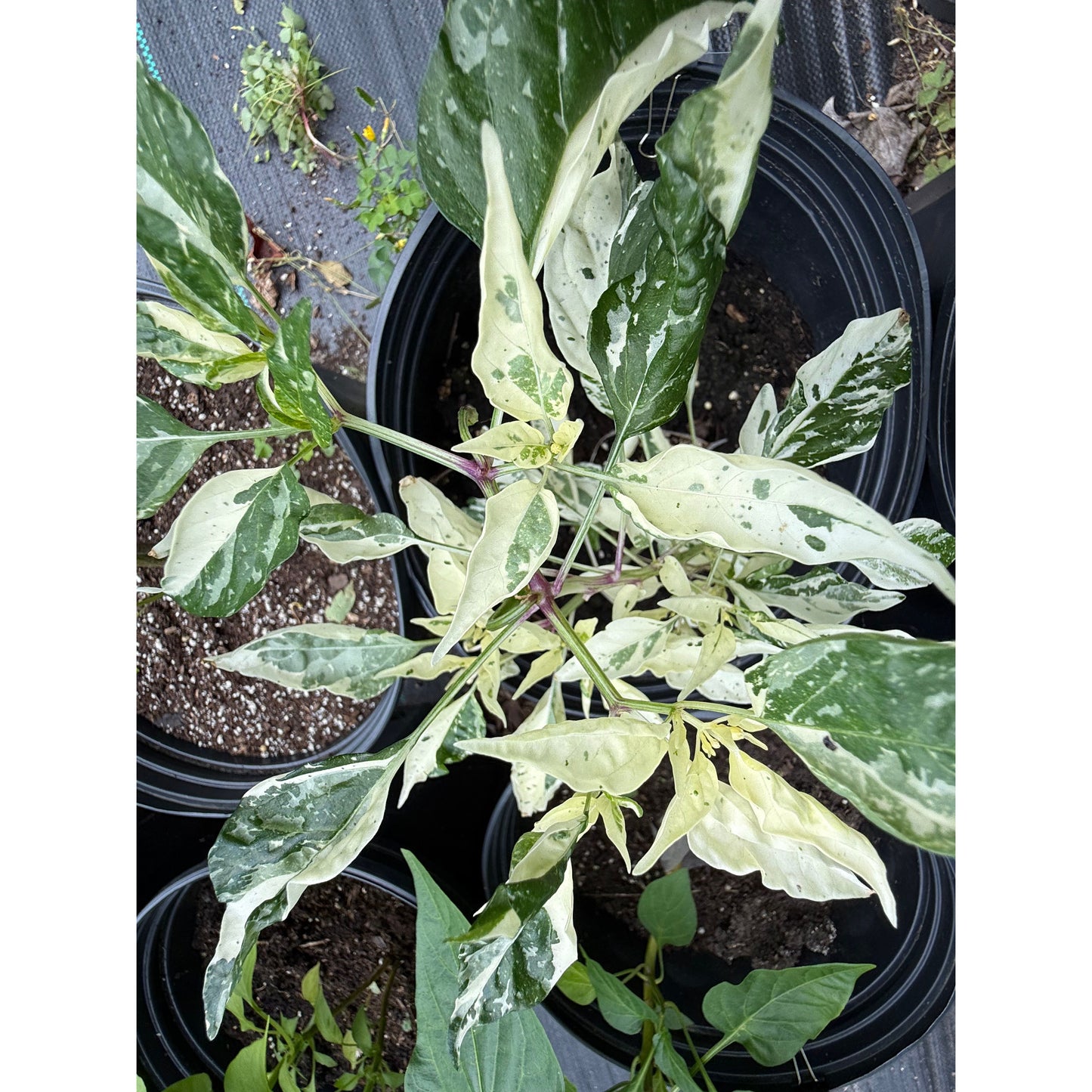 Purple Tiger Cacho Green Hot Pepper Seeds