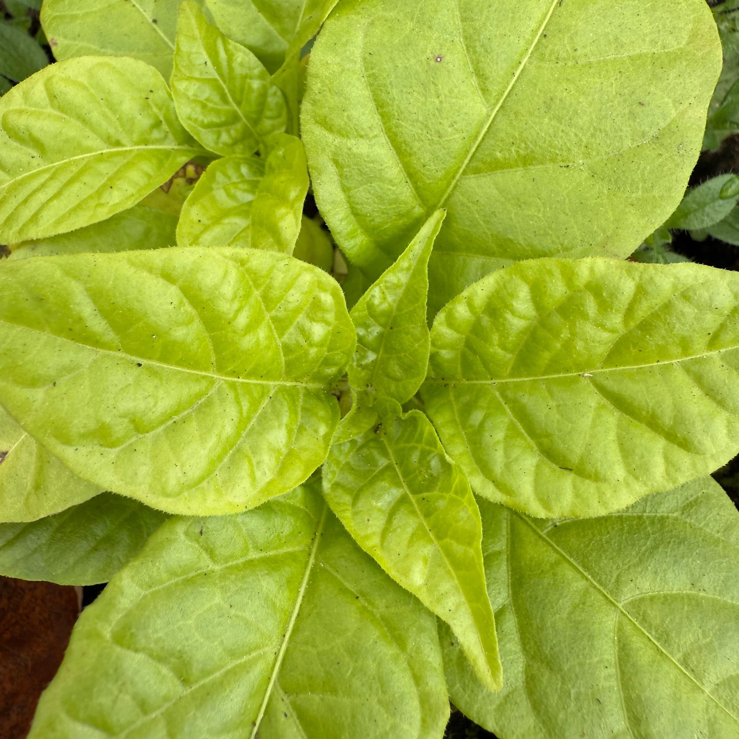 7 graines de piment fort Red Hot Peter Pepper