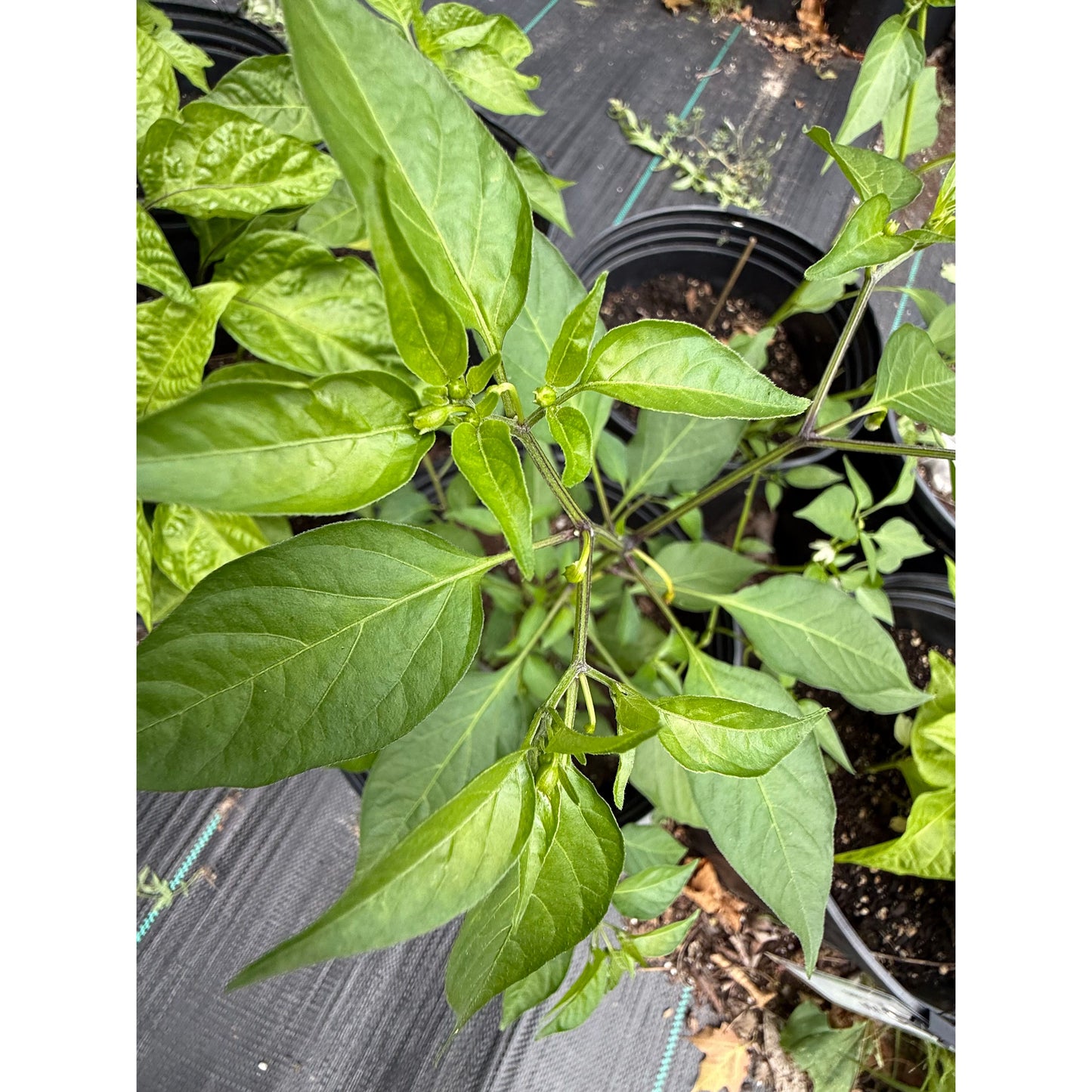 Rat's Turd - Hot Pepper Seeds