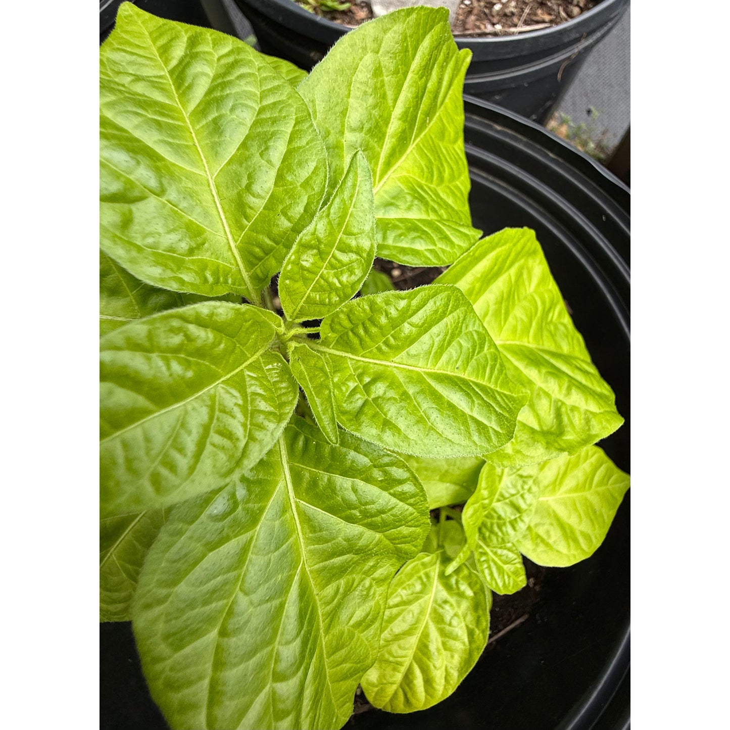 RB003 Hot Pepper Seeds