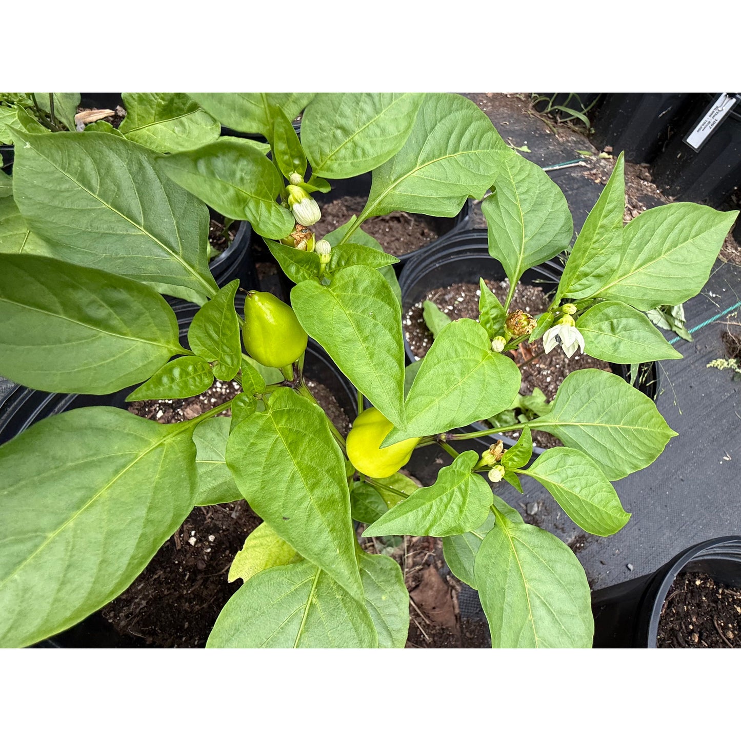 Red Belgium Hot Pepper Seeds